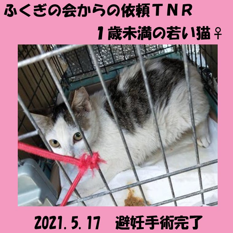 石垣島のtnr2021 一代限りの猫生を Campfire キャンプファイヤー