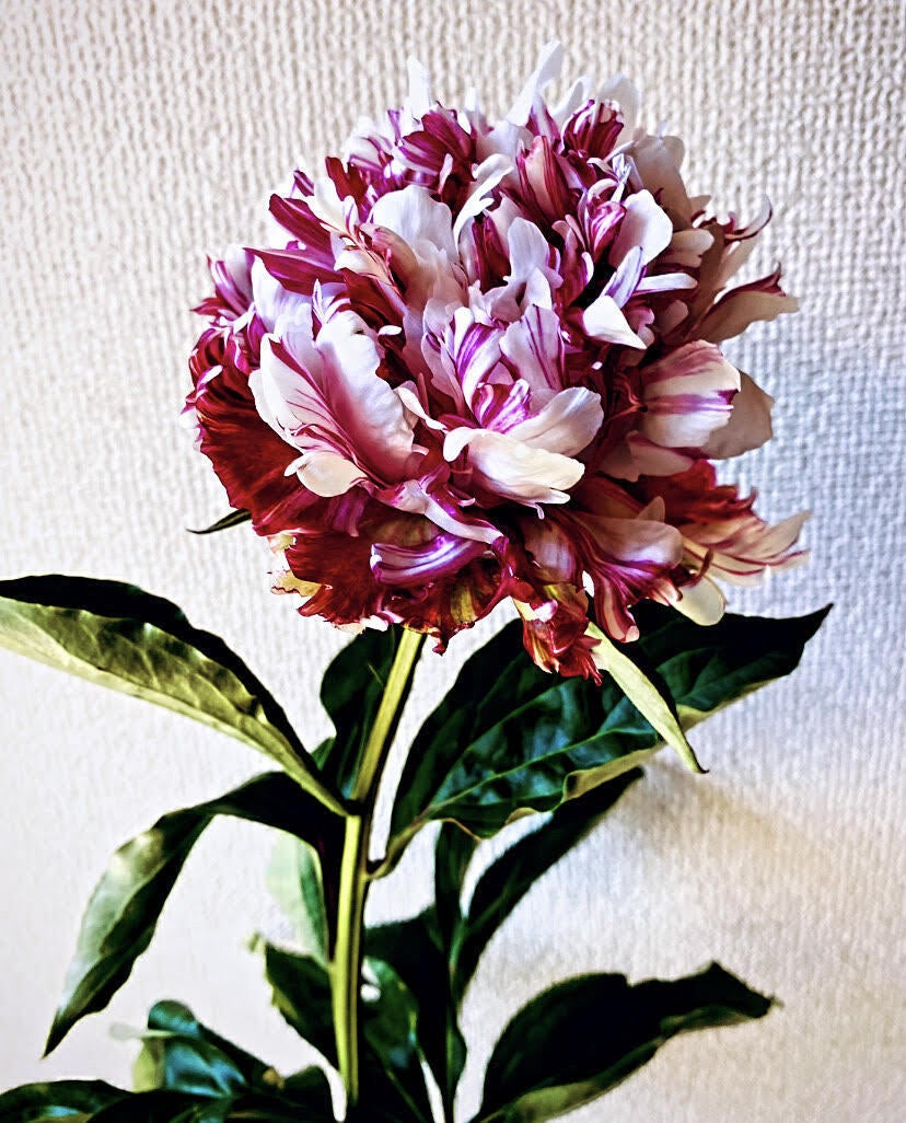 ６月分発送しました Campfireコミュニティ