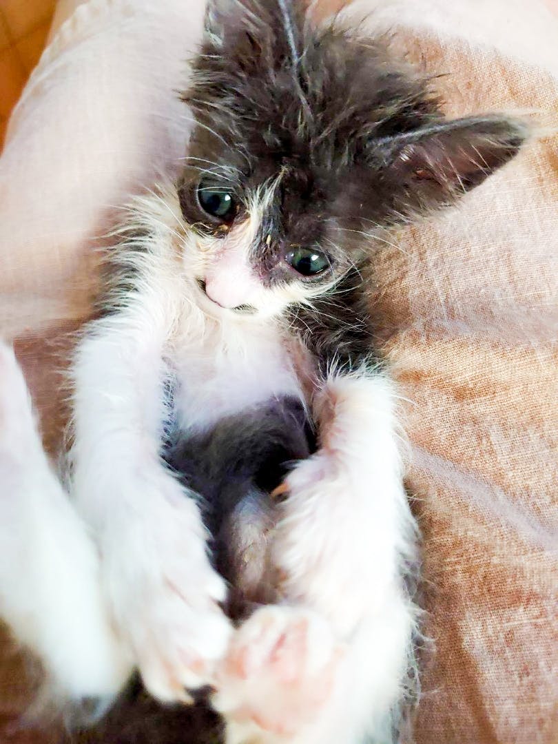 保護猫のいる障がい者施設「ホームにゃんこ」を作りたい！ - CAMPFIRE 