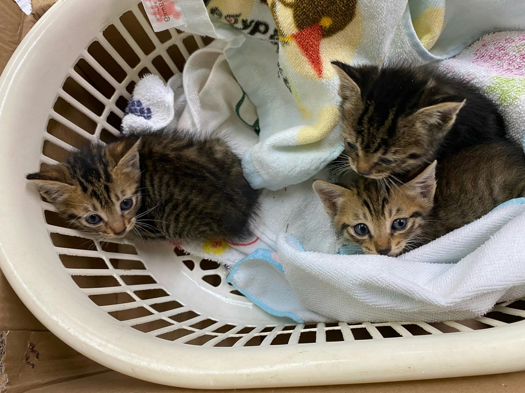 公園の排水管で瀕死の子猫を助けて育てる日々に応援お願いします Campfire キャンプファイヤー 公園の排水管で瀕死の子猫を助けて育てる日々に応援お願いします Campfire キャンプファイヤー