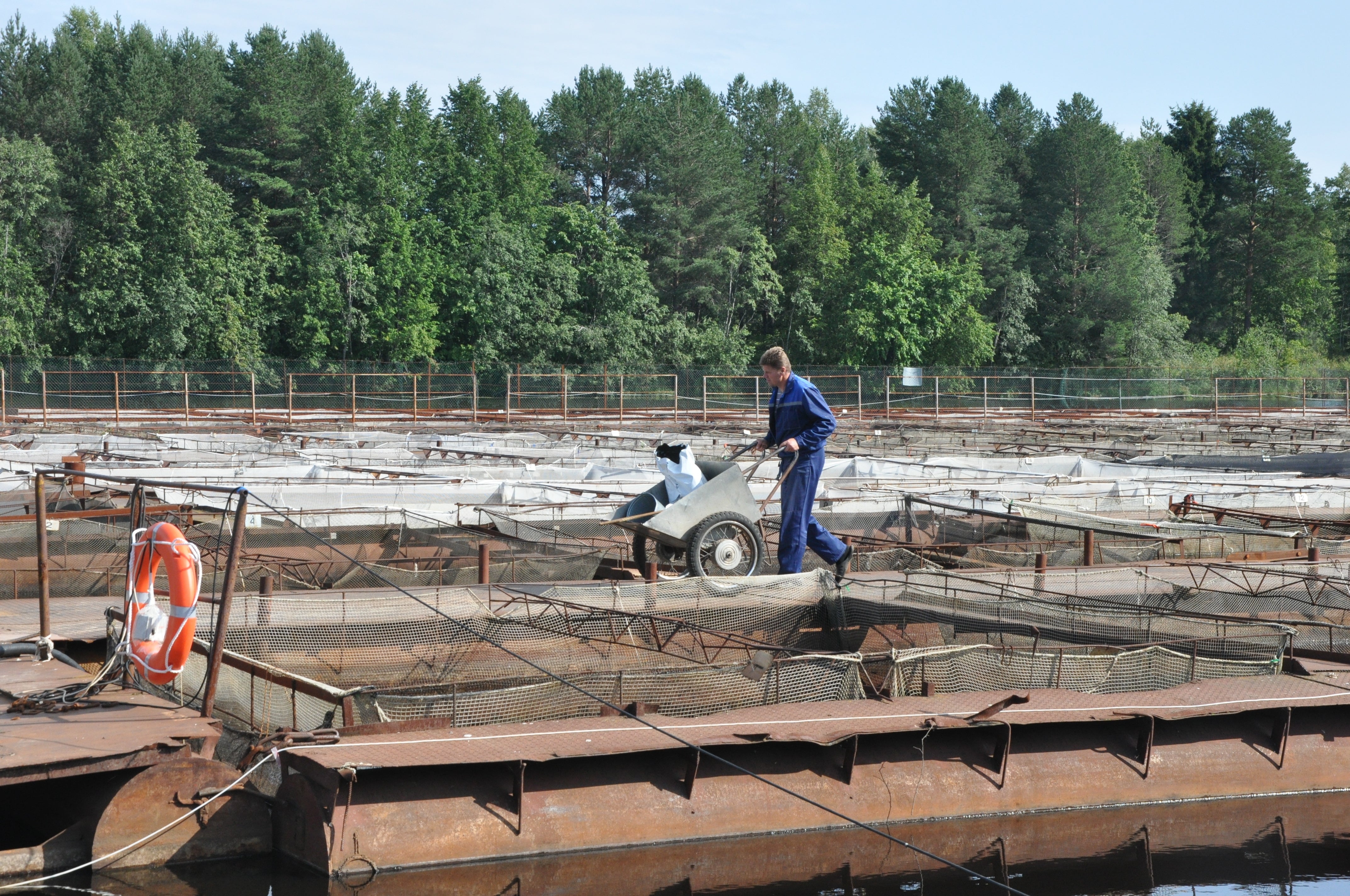 ロシア　チョウザメ　養殖