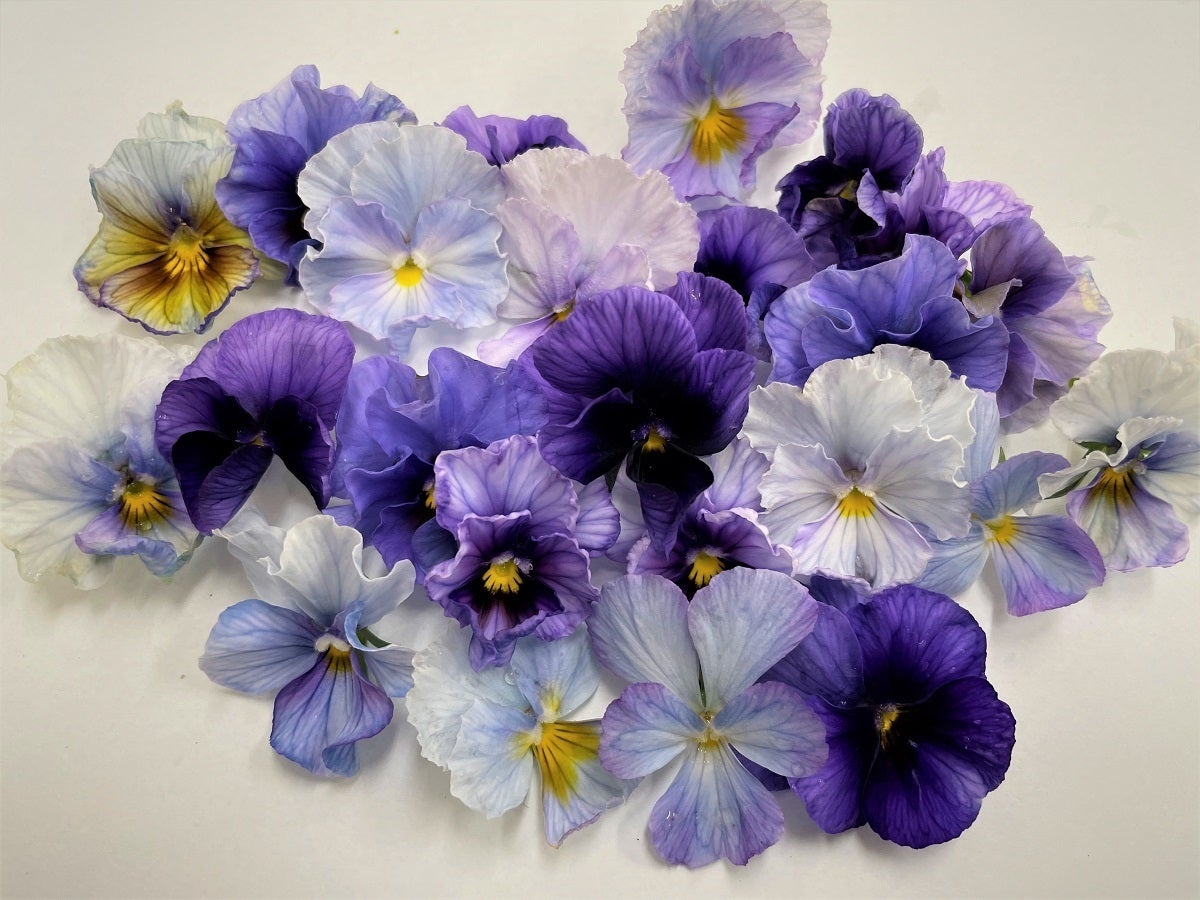 幻想的で心奪われる 魔法の花 を育種したい試作ビオラ Campfire キャンプファイヤー