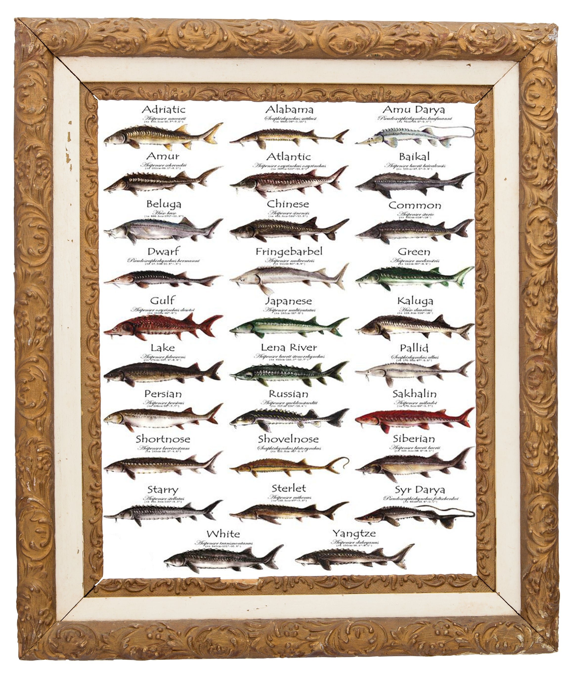 絶滅危惧種のチョウザメ