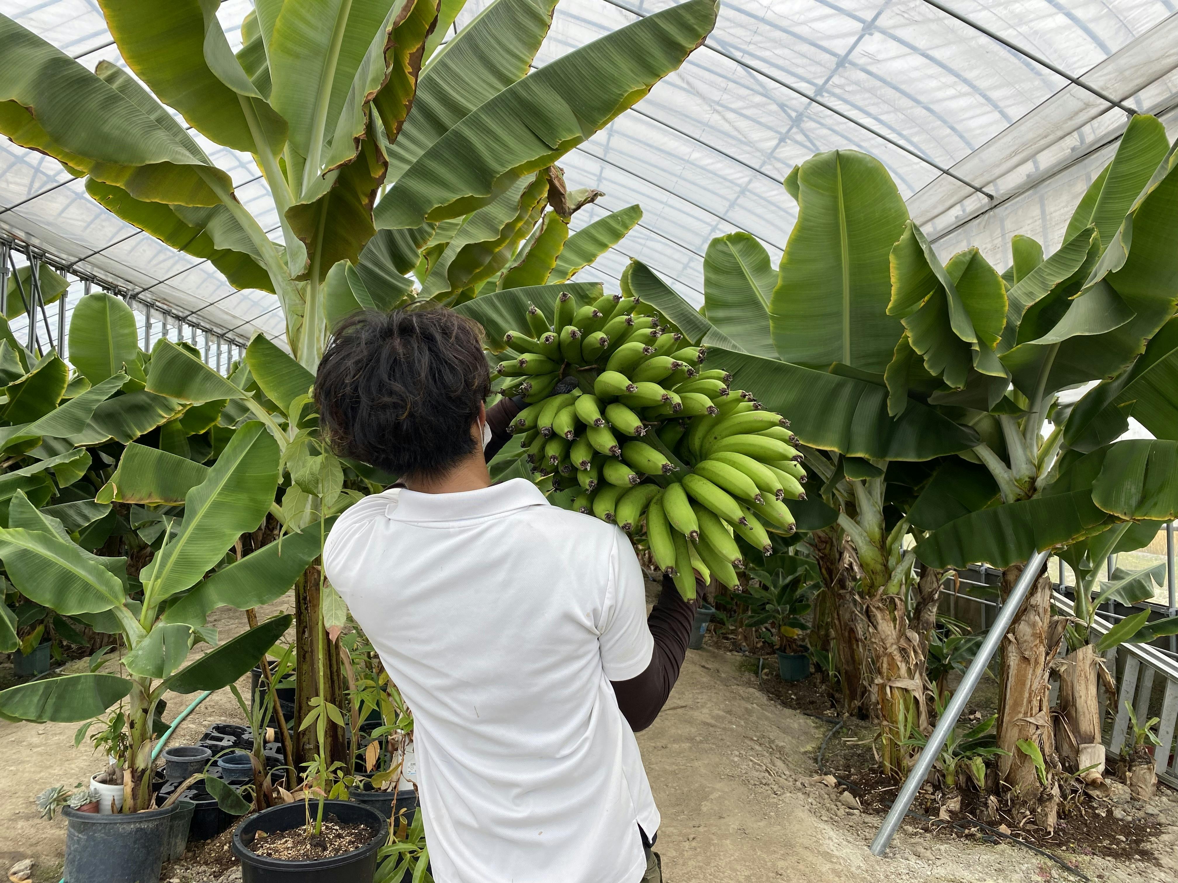 爆弾低気圧による大寒波で破損したバナナ農園を再生し みんな食堂に笑顔を届けたい Campfire キャンプファイヤー 爆弾低気圧による大寒波で破損したバナナ農園を再生し みんな食堂に笑顔を届けたい Campfire キャンプファイヤー