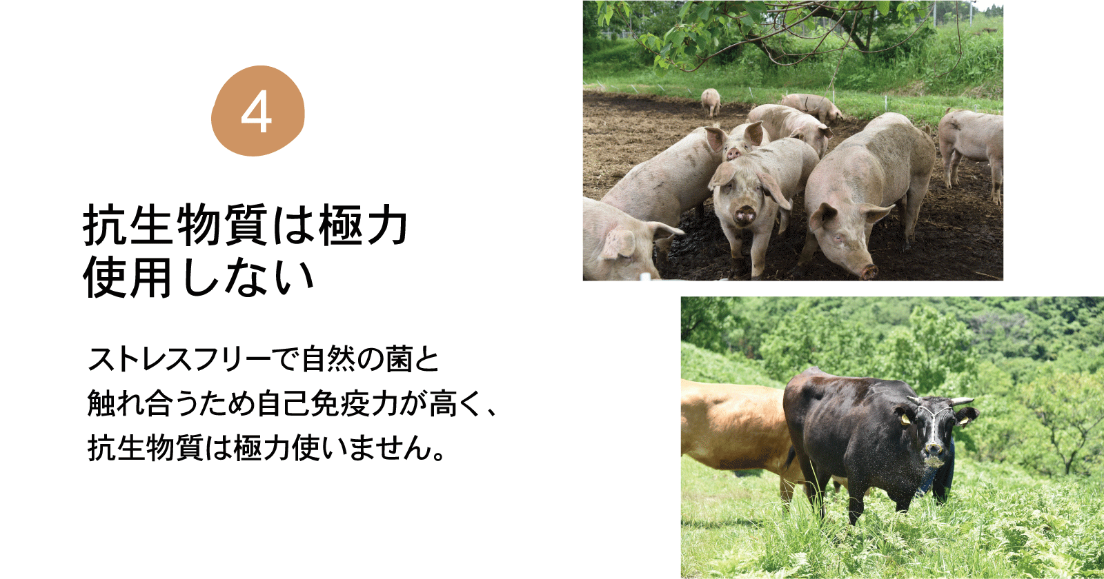 食べる社会貢献 これからの未来のための 循環型畜産 の肉味噌を作りたい Campfire キャンプファイヤー 食べる社会貢献 これからの未来のための 循環型畜産 の肉味噌を作りたい Campfire キャンプファイヤー