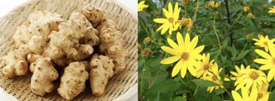 自分と同じように 血糖値で困っている人 に 菊芋の若葉 を使った商品を広めたい Campfire キャンプファイヤー 自分と同じように 血糖値で困っている人 に 菊芋の若葉 を使った商品を広めたい Campfire キャンプファイヤー