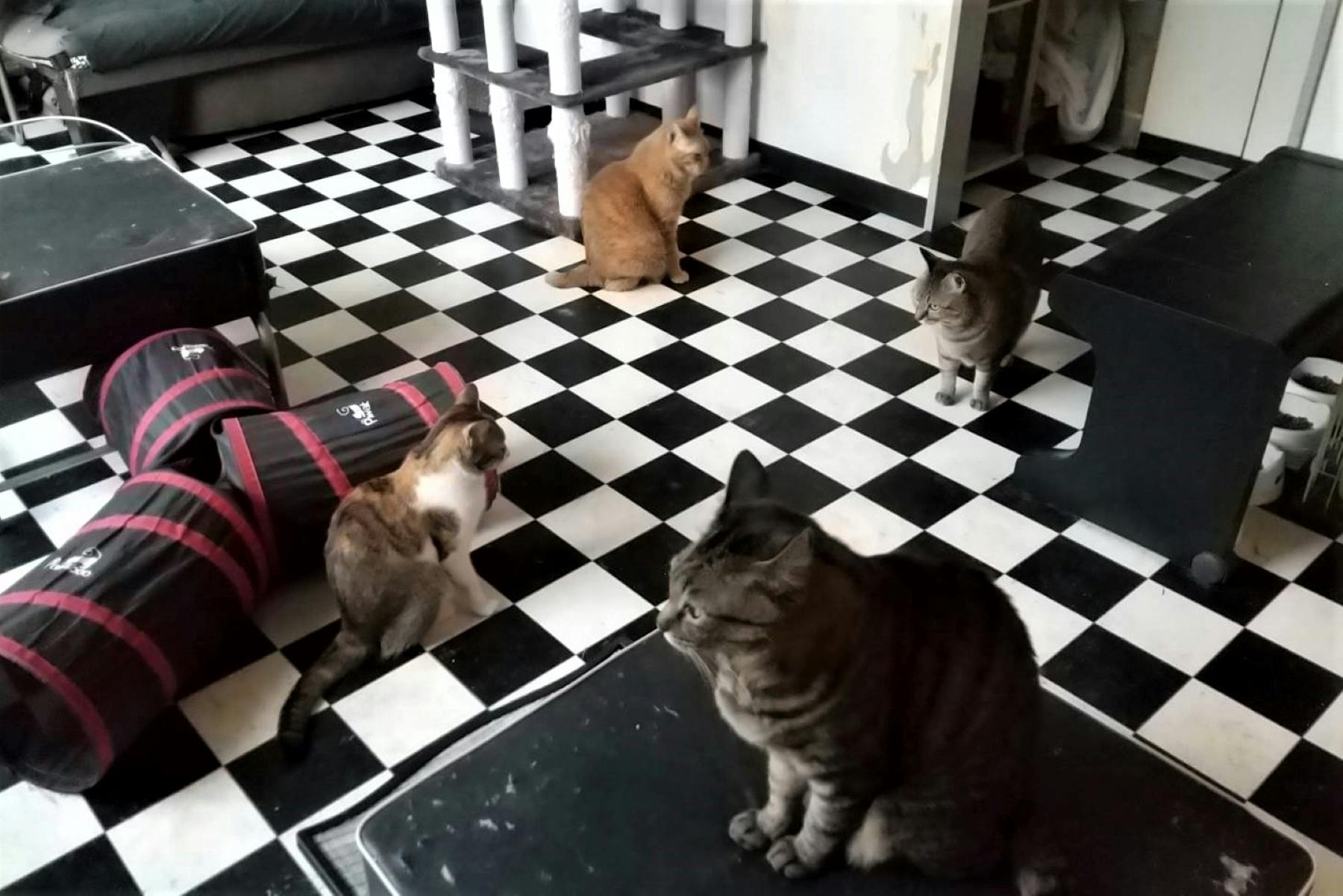 大阪府茨木市 養護老猫ルームと保護ねこルームにご支援をお願い致します Campfire キャンプファイヤー 大阪府茨木市 養護老猫ルームと保護ねこルームにご支援をお願い致します Campfire キャンプファイヤー