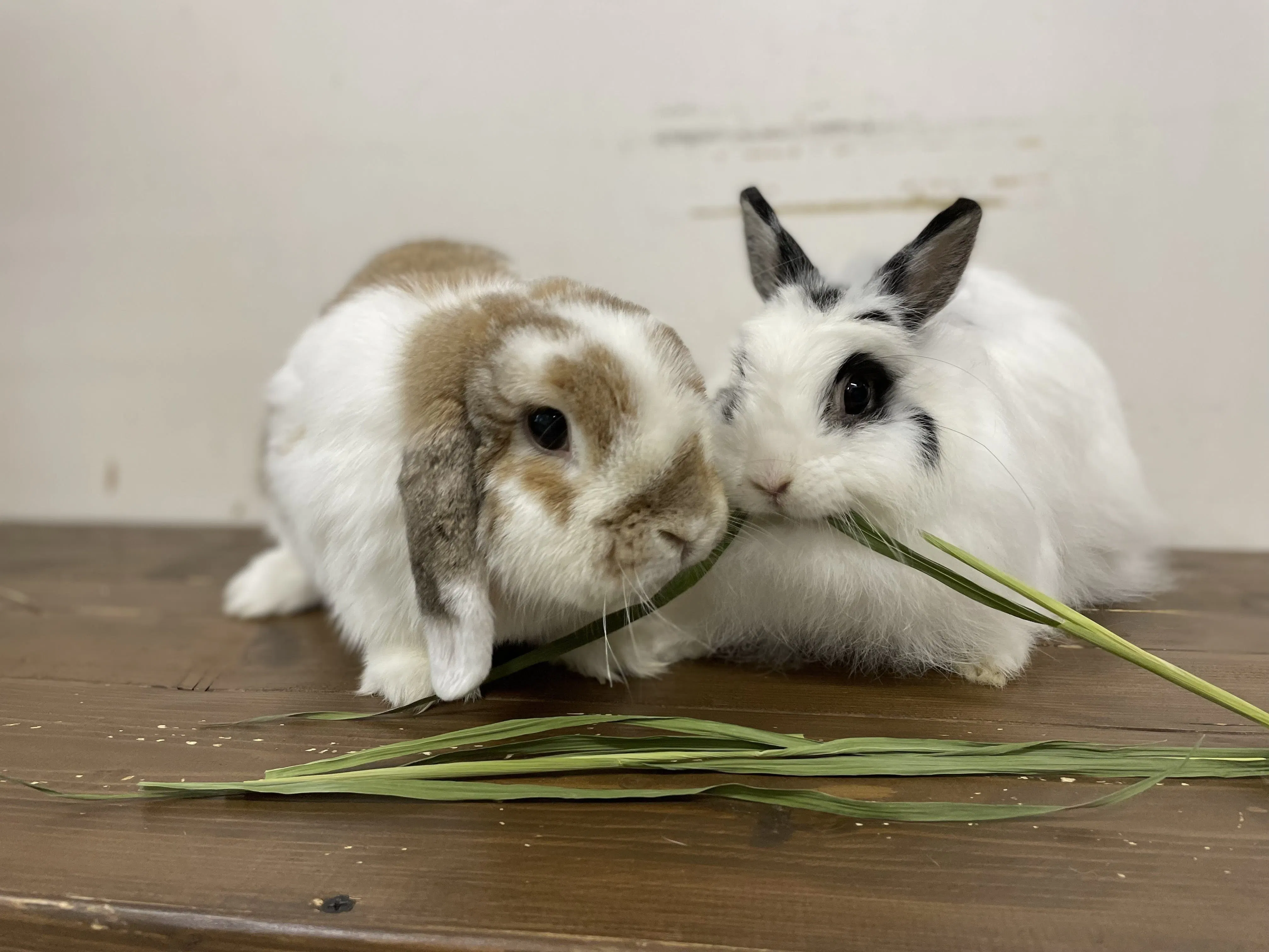 コロナの影響で売り上げ激減 うさぎカフェの継続の為にお力をください Campfire キャンプファイヤー コロナの影響で売り上げ激減 うさぎカフェの継続の為にお力をください Campfire キャンプファイヤー