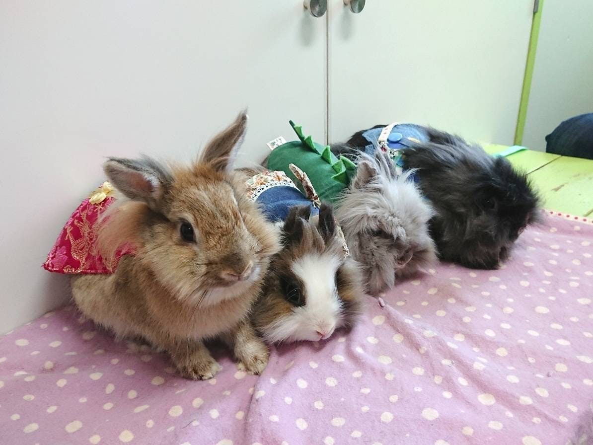 コロナの影響で売り上げ激減 うさぎカフェの継続の為にお力をください Campfire キャンプファイヤー コロナの影響で売り上げ激減 うさぎカフェの継続の為にお力をください Campfire キャンプファイヤー