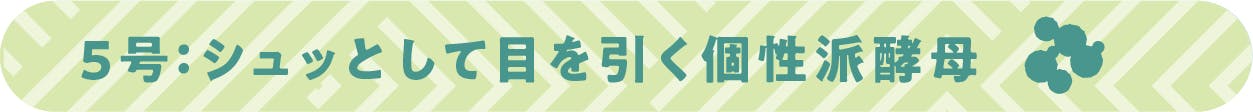 ５号：シュッとして目を引く個性派酵母