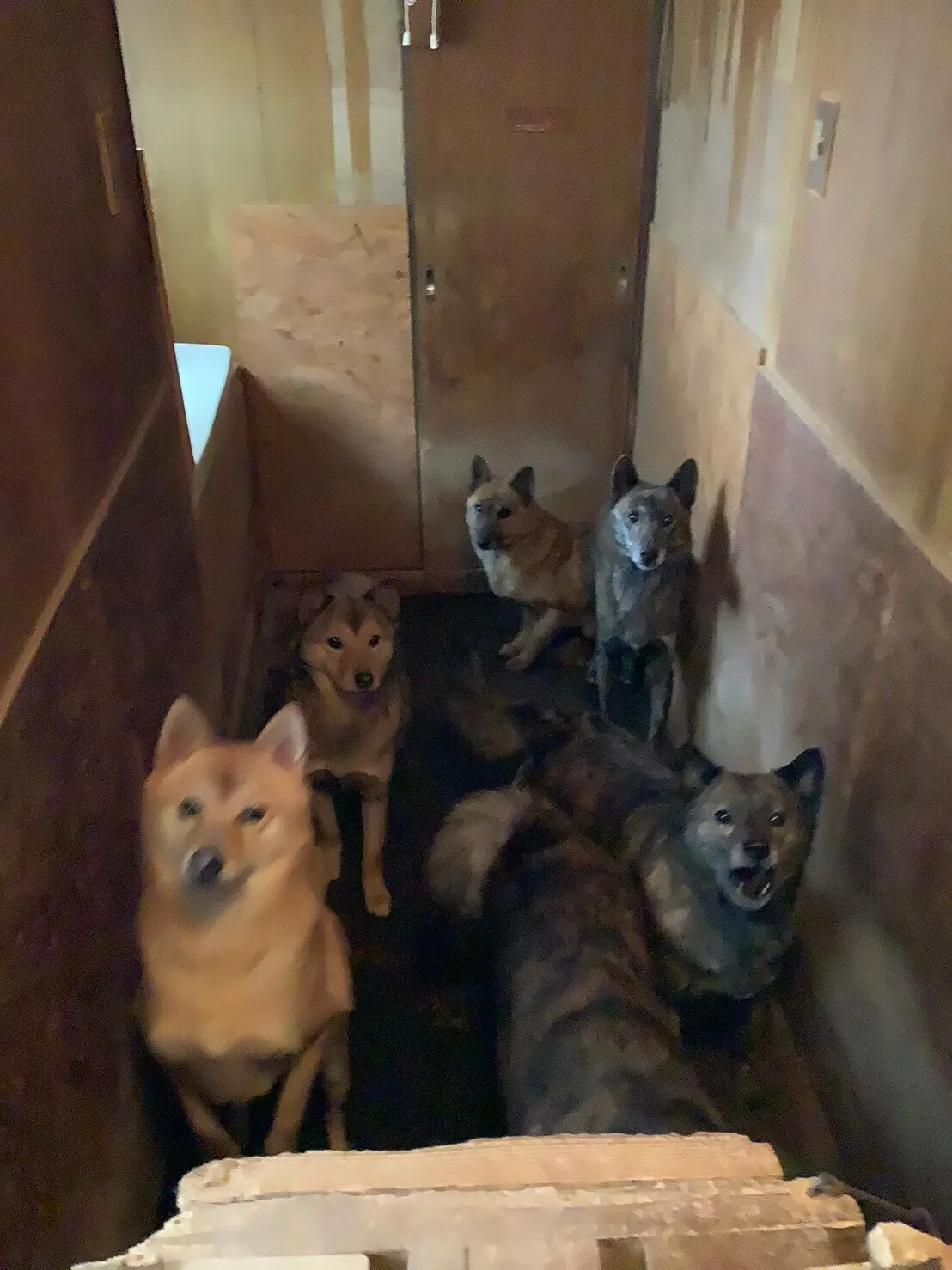 捨て犬61匹を殺処分から守りたい 犬の保護活動を持続したい Campfire キャンプファイヤー 捨て犬61匹を殺処分から守りたい 犬の保護活動を持続したい Campfire キャンプファイヤー