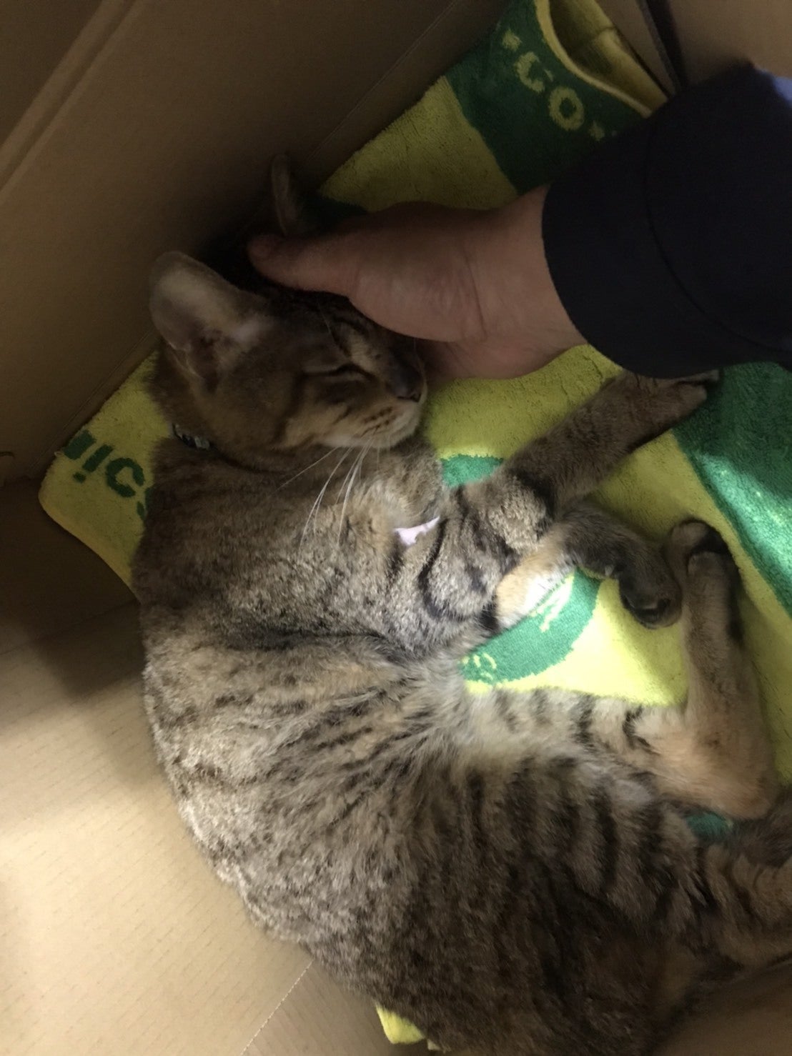 １匹でも多くの命を救いたい【保護猫活動】 - CAMPFIRE (キャンプ 