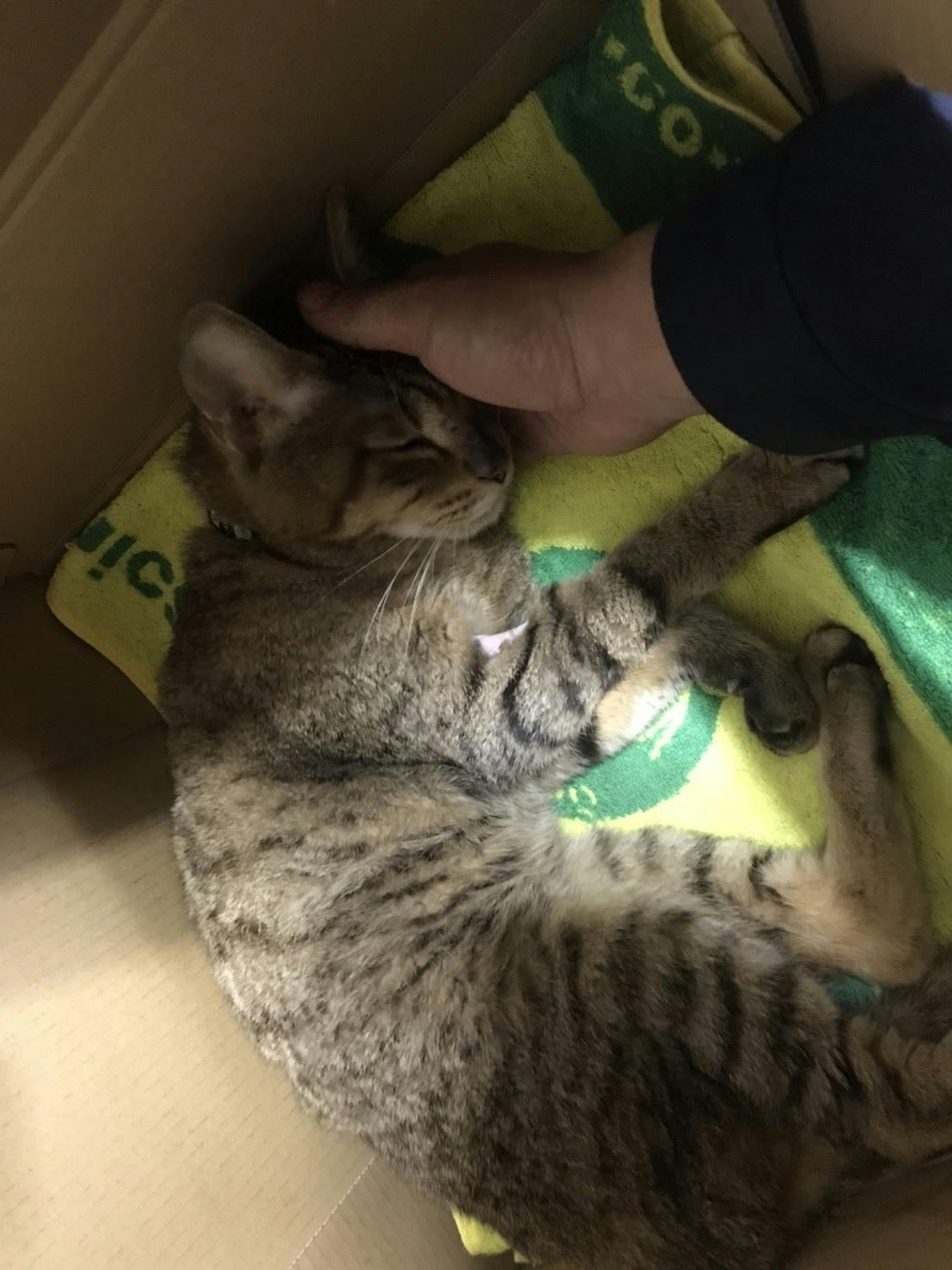 1匹でも多くの命を救いたい 保護猫活動 Campfire キャンプファイヤー 1匹でも多くの命を救いたい 保護猫活動 Campfire キャンプファイヤー
