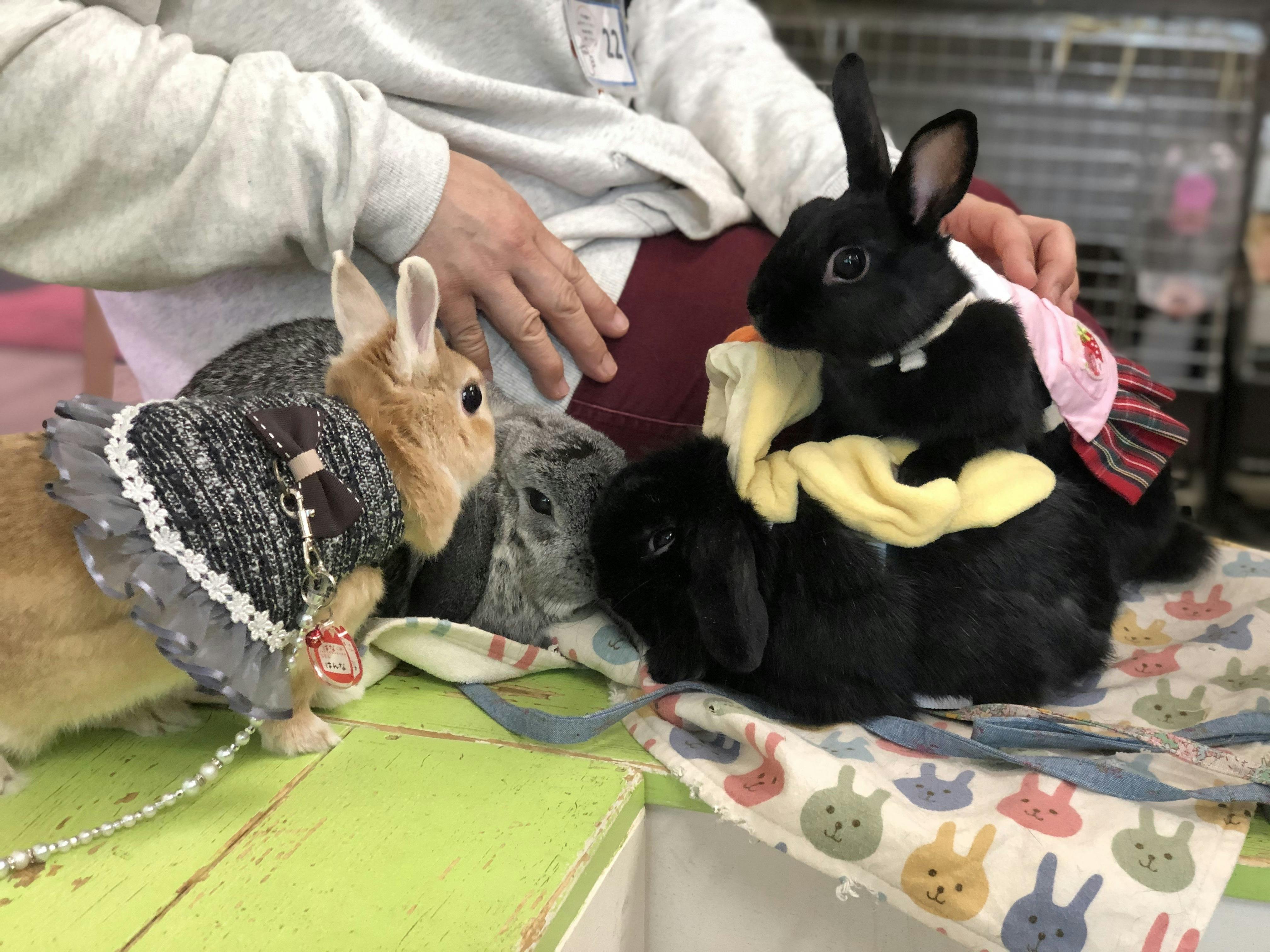 コロナの影響で売り上げ激減 うさぎカフェの継続の為にお力をください Campfire キャンプファイヤー コロナの影響で売り上げ激減 うさぎカフェの継続の為にお力をください Campfire キャンプファイヤー