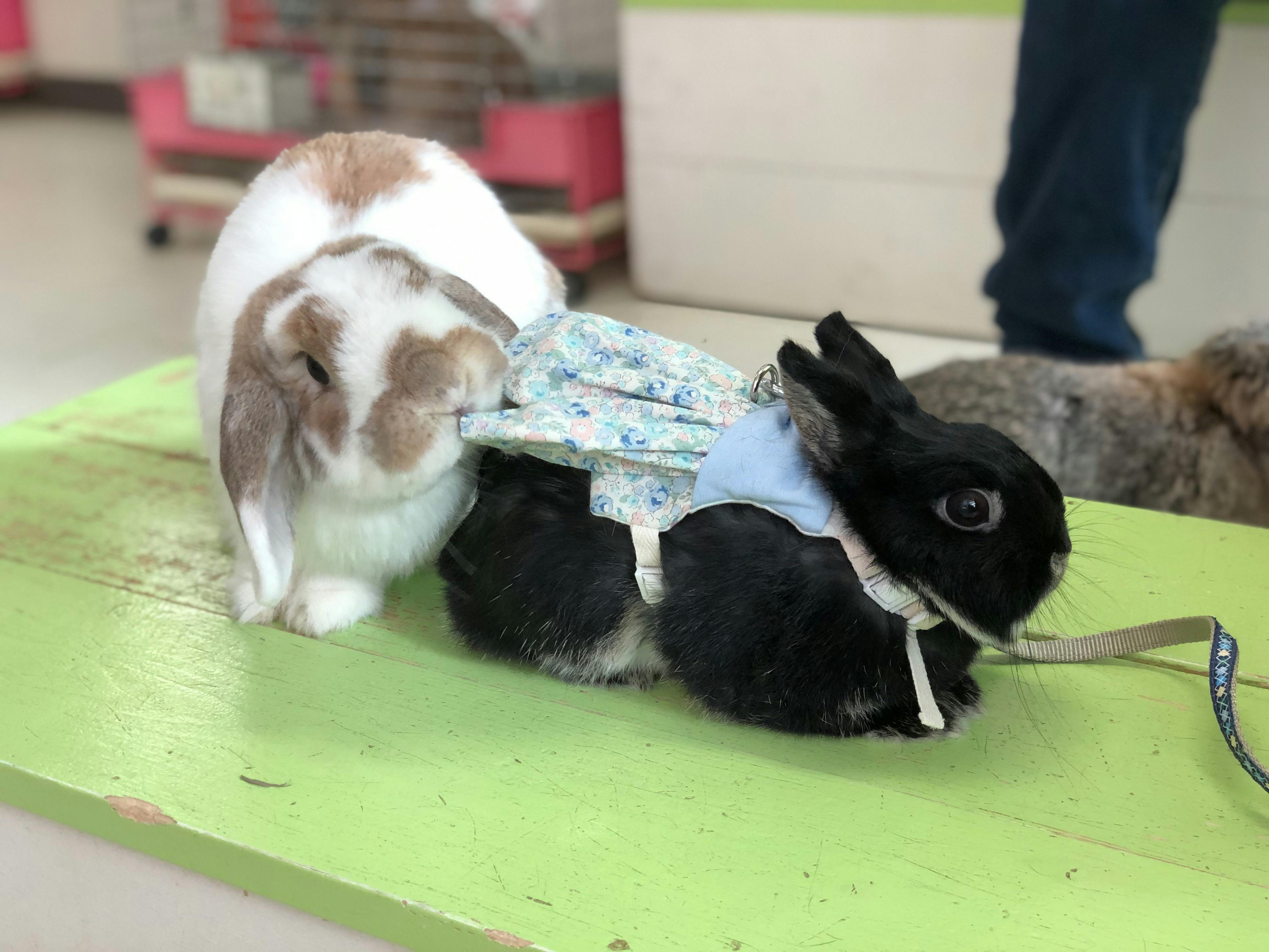 コロナの影響で売り上げ激減 うさぎカフェの継続の為にお力をください Campfire キャンプファイヤー コロナの影響で売り上げ激減 うさぎカフェの継続の為にお力をください Campfire キャンプファイヤー