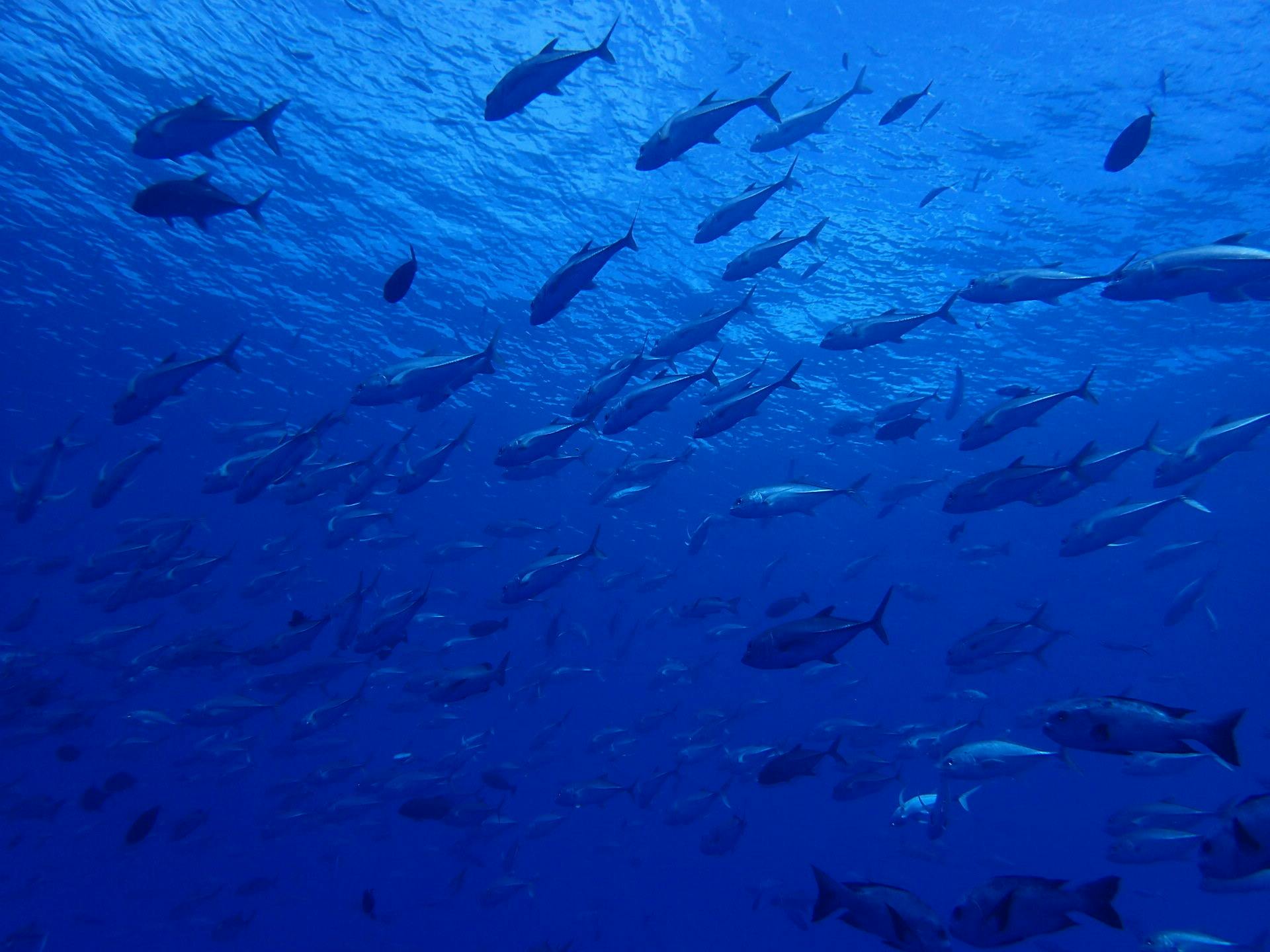 未来にきれいな海を残したい ダイバーによる海中クリーンアッププロジェクト Campfire キャンプファイヤー 未来にきれいな海を残したい ダイバーによる海中クリーンアッププロジェクト Campfire キャンプファイヤー