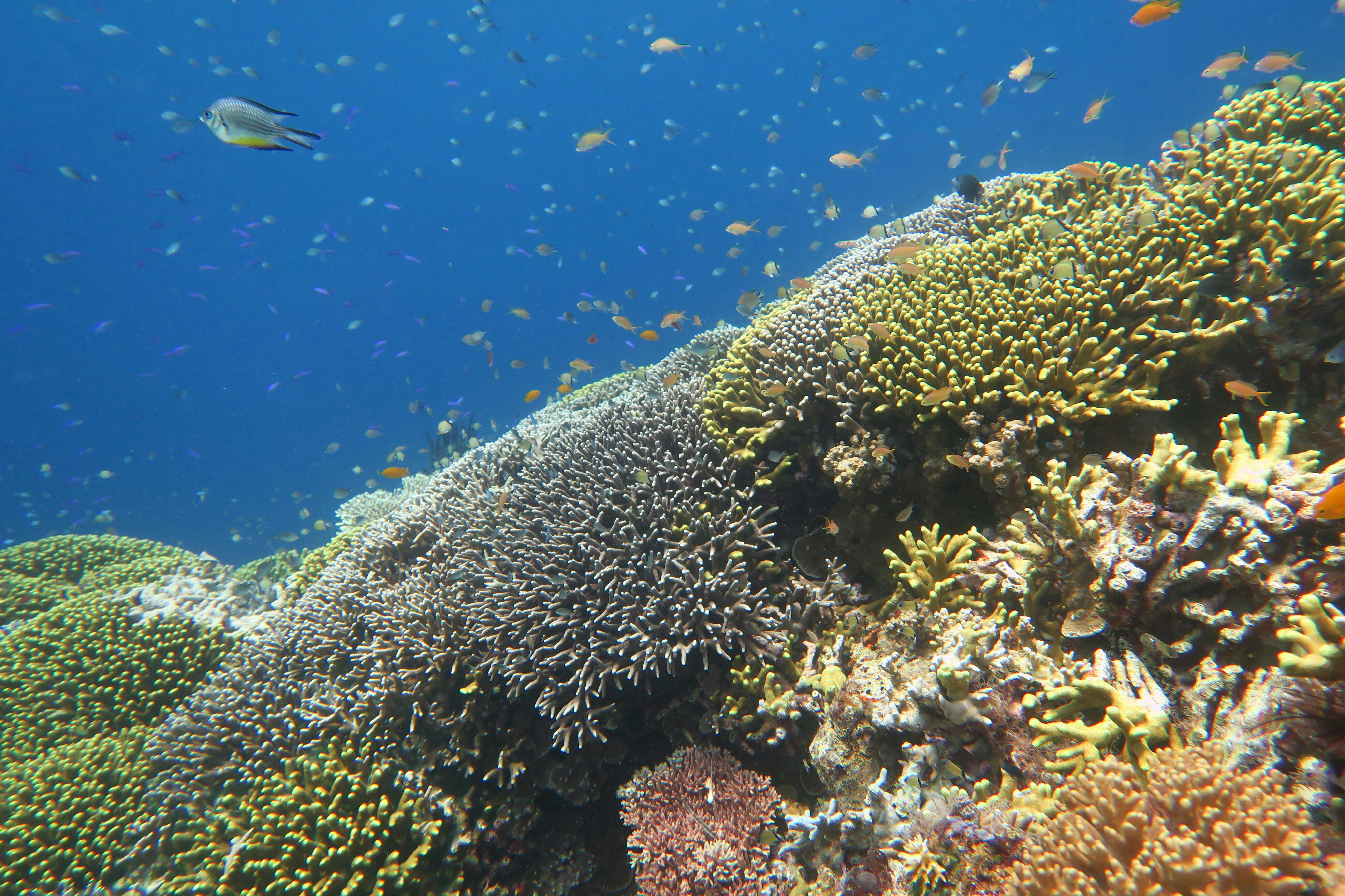 未来にきれいな海を残したい ダイバーによる海中クリーンアッププロジェクト Campfire キャンプファイヤー 未来にきれいな海を残したい ダイバーによる海中クリーンアッププロジェクト Campfire キャンプファイヤー