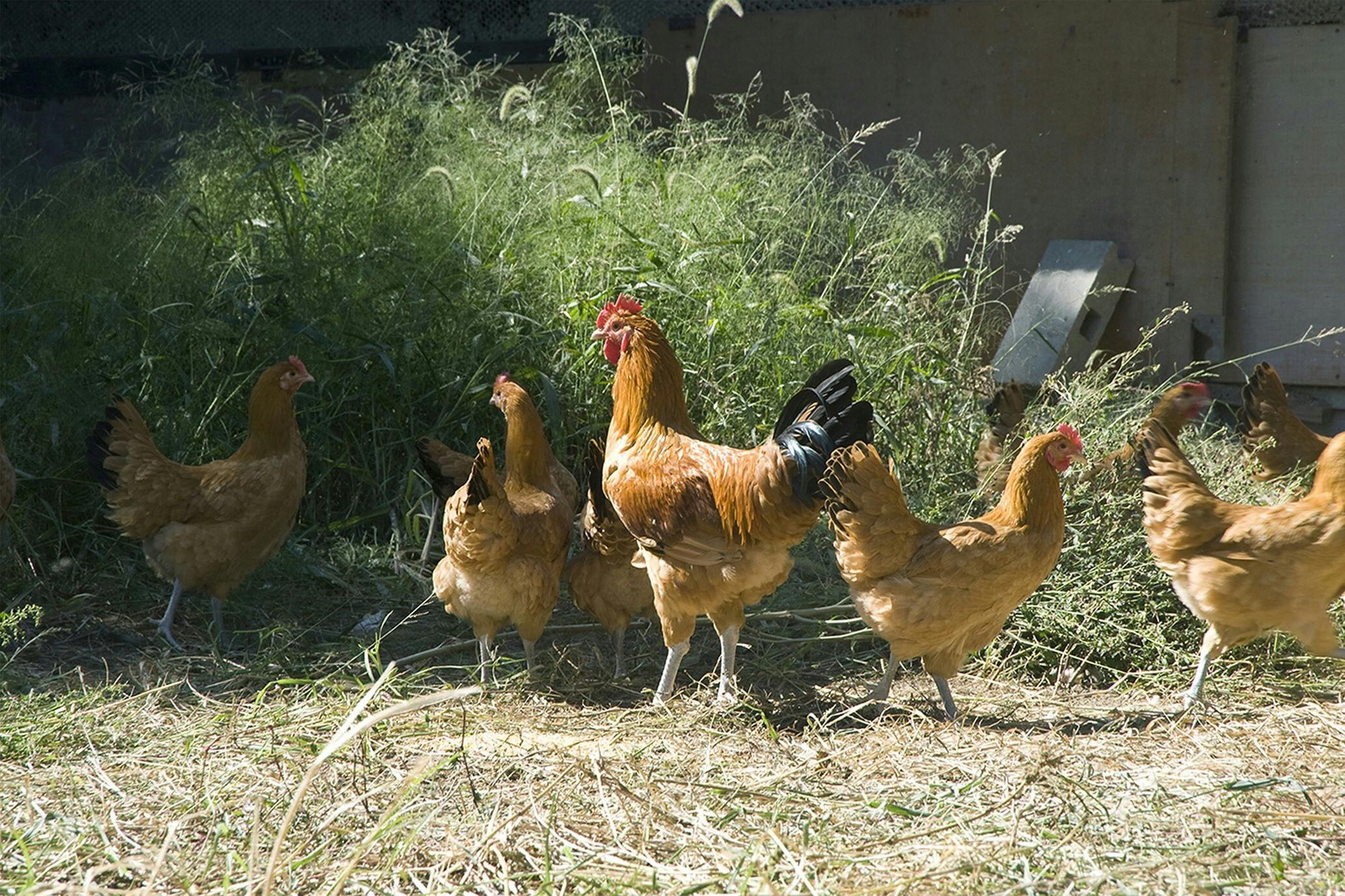 地鶏のシャトーブリアンに悶絶 究極の 飛来幸地鶏 希少部位 ペアリングコース Campfire キャンプファイヤー 地鶏のシャトーブリアンに悶絶 究極の 飛来幸地鶏 希少部位 ペアリングコース Campfire キャンプファイヤー