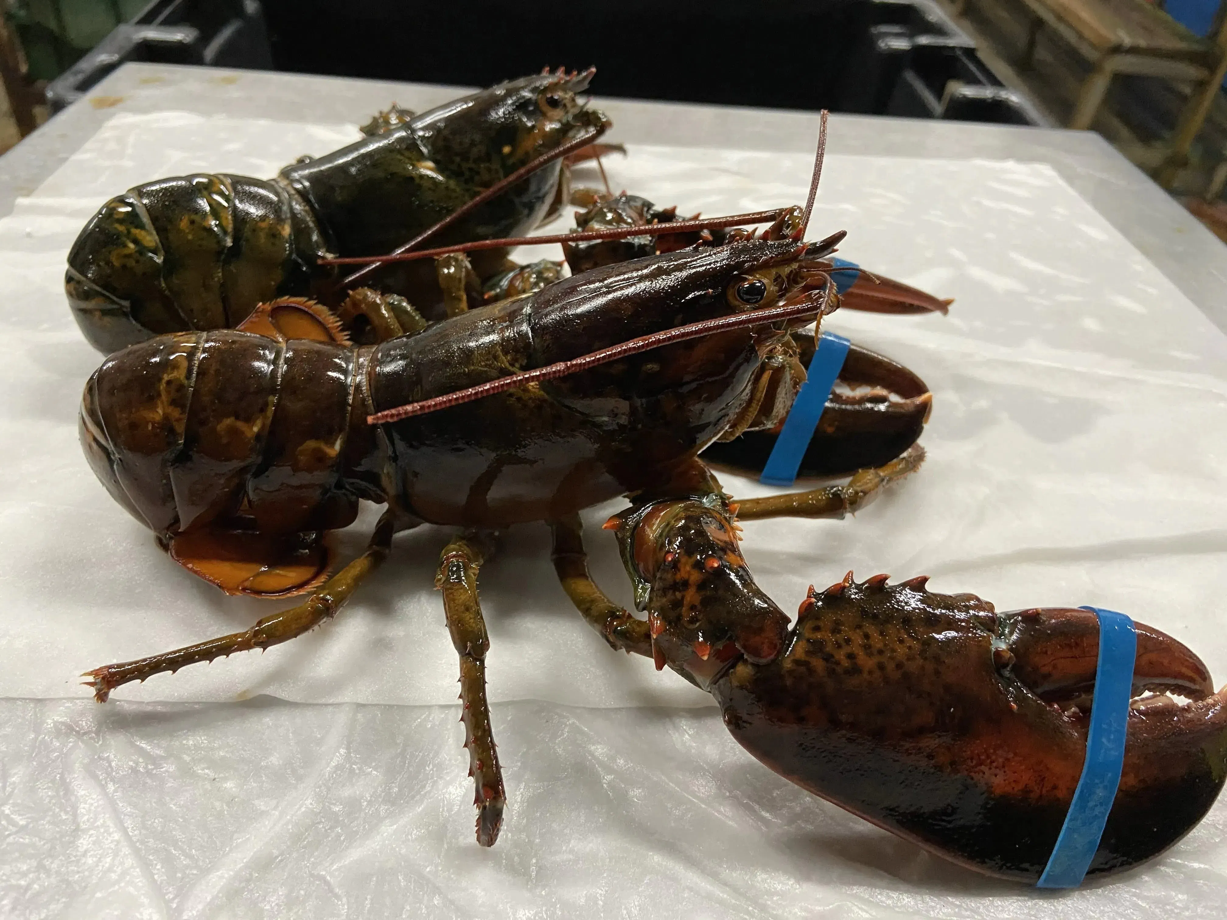 夏だ qだ オマール海老もお肉も両方食べよう Campfire キャンプファイヤー 夏だ qだ オマール海老もお肉も両方食べよう Campfire キャンプファイヤー