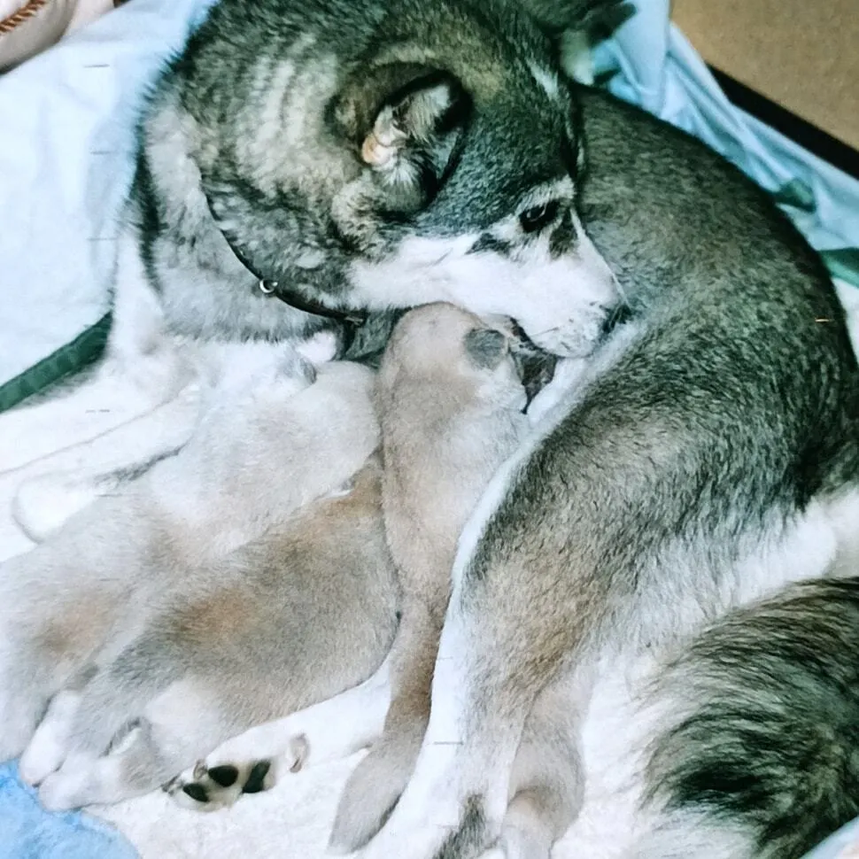 28歳まで生きた長寿犬 プリンの石像を作りたい Campfire キャンプファイヤー