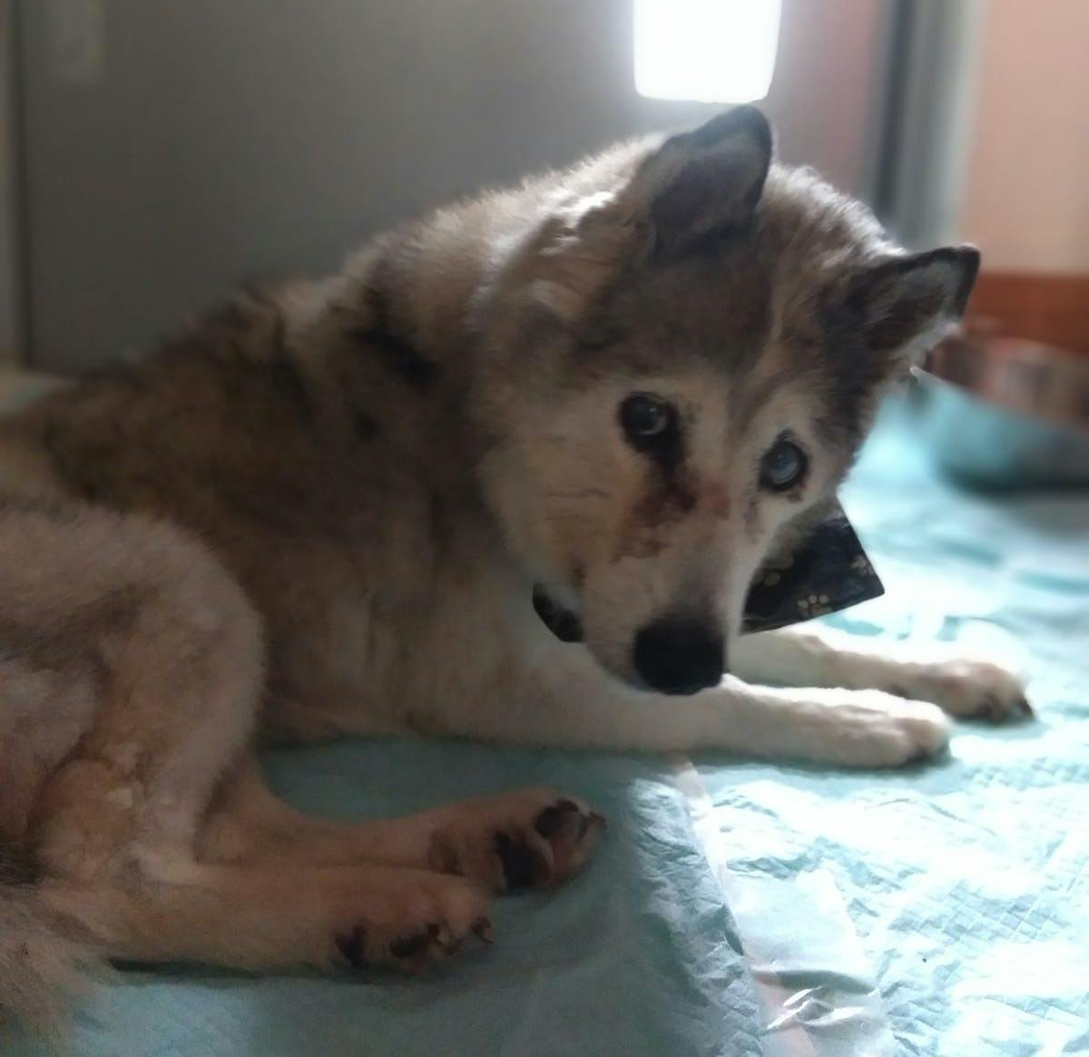 28歳まで生きた長寿犬 プリンの石像を作りたい Campfire キャンプファイヤー 28歳まで生きた長寿犬 プリンの石像を作りたい Campfire キャンプファイヤー