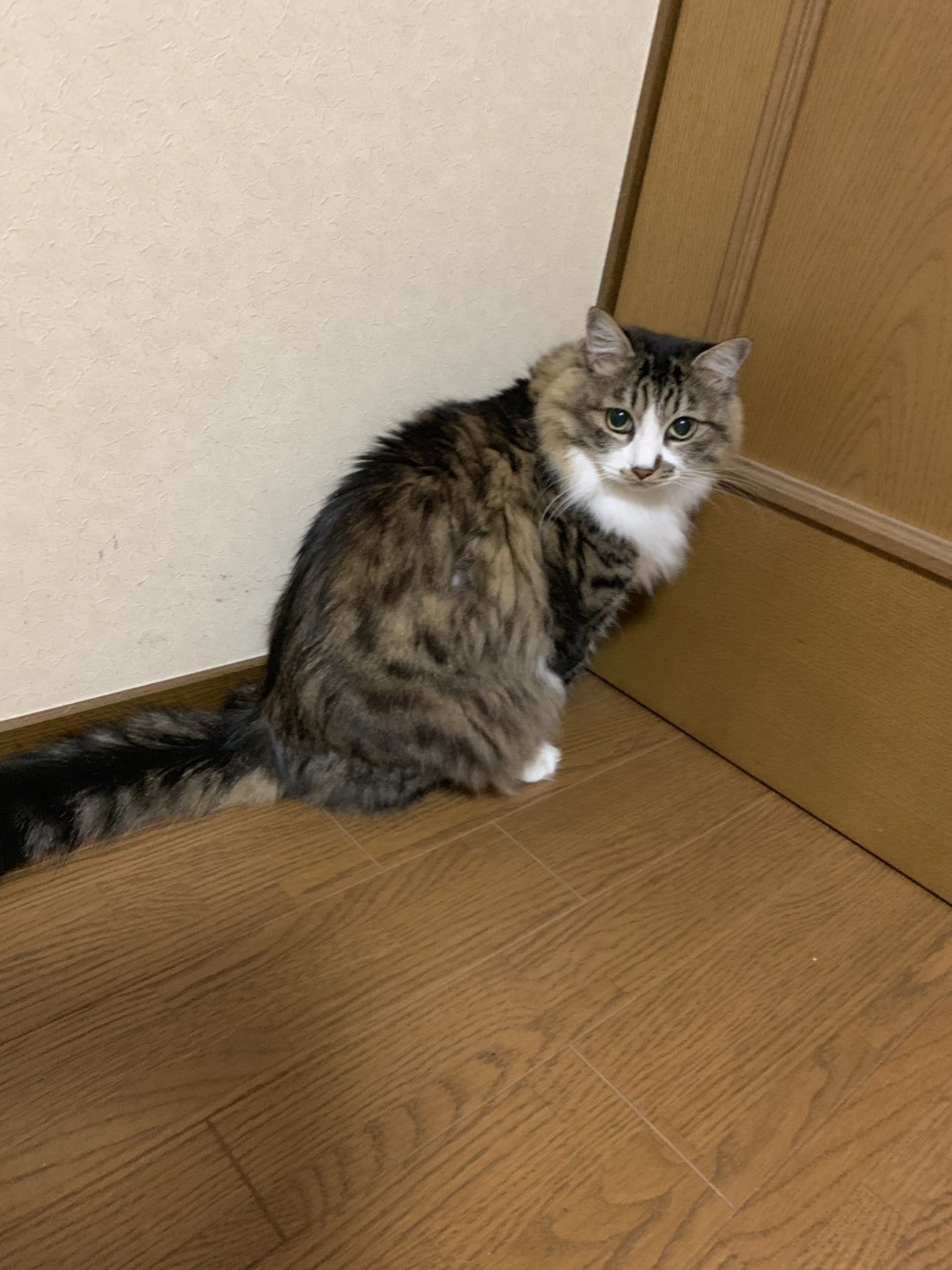 CAT/D】恐竜×猫グッズ制作！モノづくりで保護猫活動を支えたい 