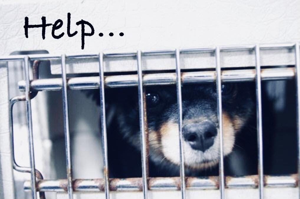 建物の前に立っている犬
自動的に生成された説明