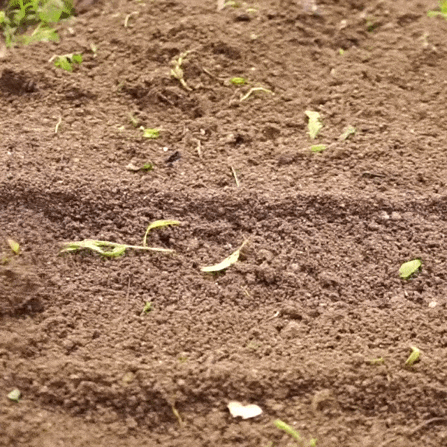 アメリカ発 雑草スキッジャー 鋭く突き出たv字ブレードがキレを生み除草力向上 Campfire キャンプファイヤー アメリカ発 雑草スキッジャー 鋭く突き出たv字ブレードがキレを生み除草力向上 Campfire キャンプファイヤー