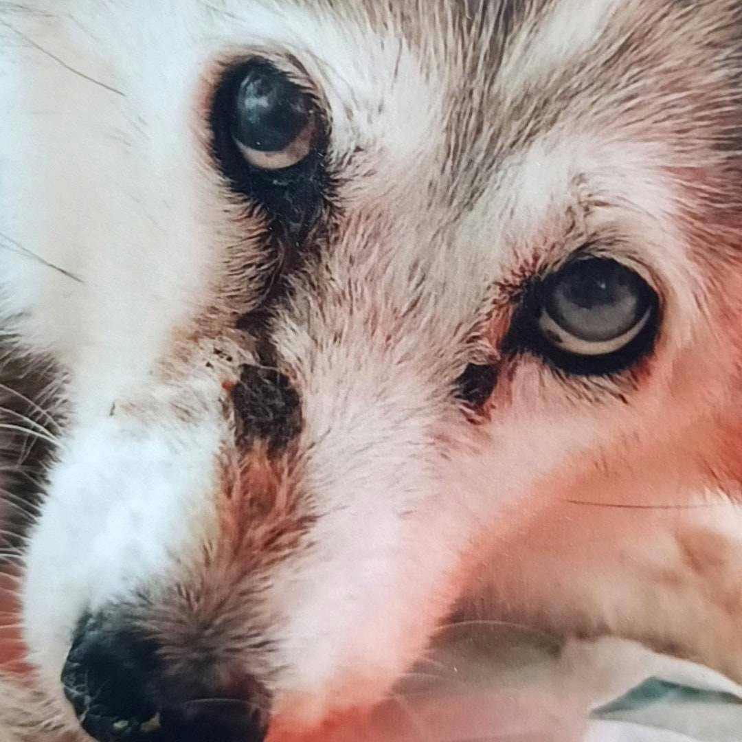 28歳まで生きた長寿犬 プリンの石像を作りたい Campfire キャンプファイヤー 28歳まで生きた長寿犬 プリンの石像を作りたい Campfire キャンプファイヤー