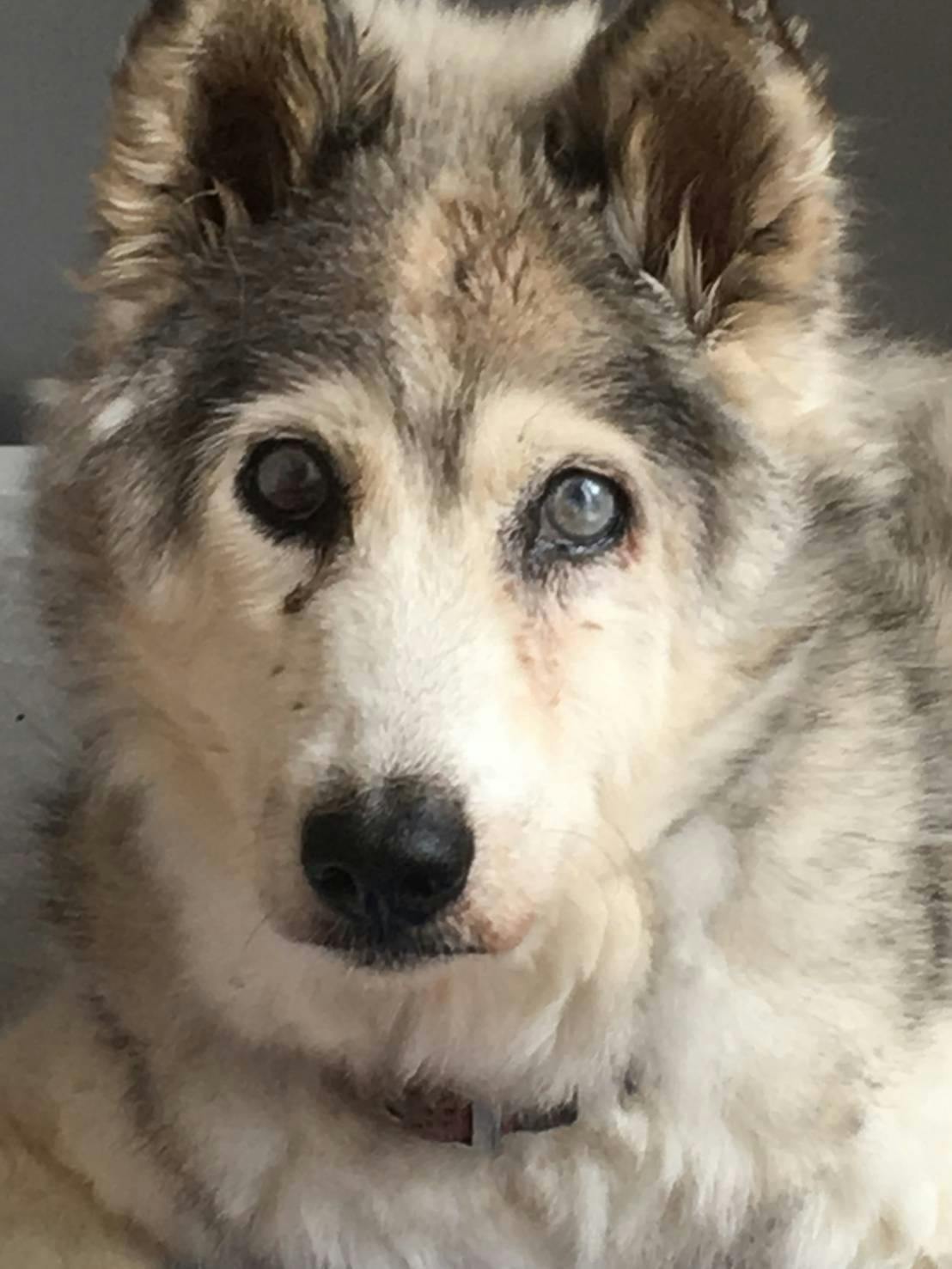 28歳まで生きた長寿犬 プリンの石像を作りたい Campfire キャンプファイヤー 28歳まで生きた長寿犬 プリンの石像を作りたい Campfire キャンプファイヤー