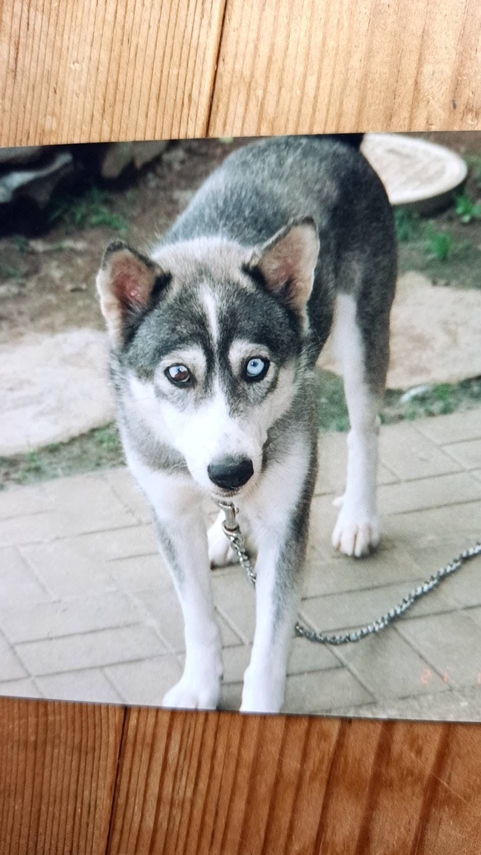 28歳まで生きた長寿犬 プリンの石像を作りたい Campfire キャンプファイヤー 28歳まで生きた長寿犬 プリンの石像を作りたい Campfire キャンプファイヤー