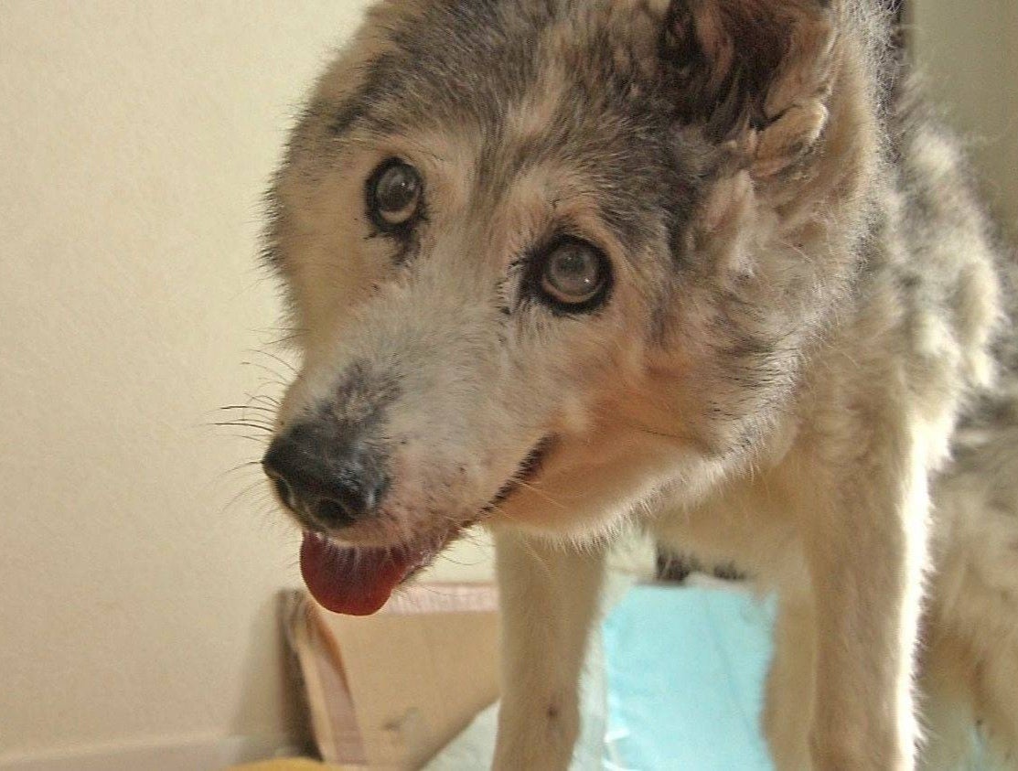 28歳まで生きた長寿犬 プリンの石像を作りたい Campfire キャンプファイヤー