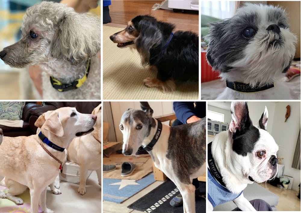 航空宇宙技術の中で生まれた 歩けるくん シニア犬の歩行をサポートしたい Campfire キャンプファイヤー 航空宇宙技術の中で生まれた 歩けるくん シニア犬の歩行をサポートしたい Campfire キャンプファイヤー