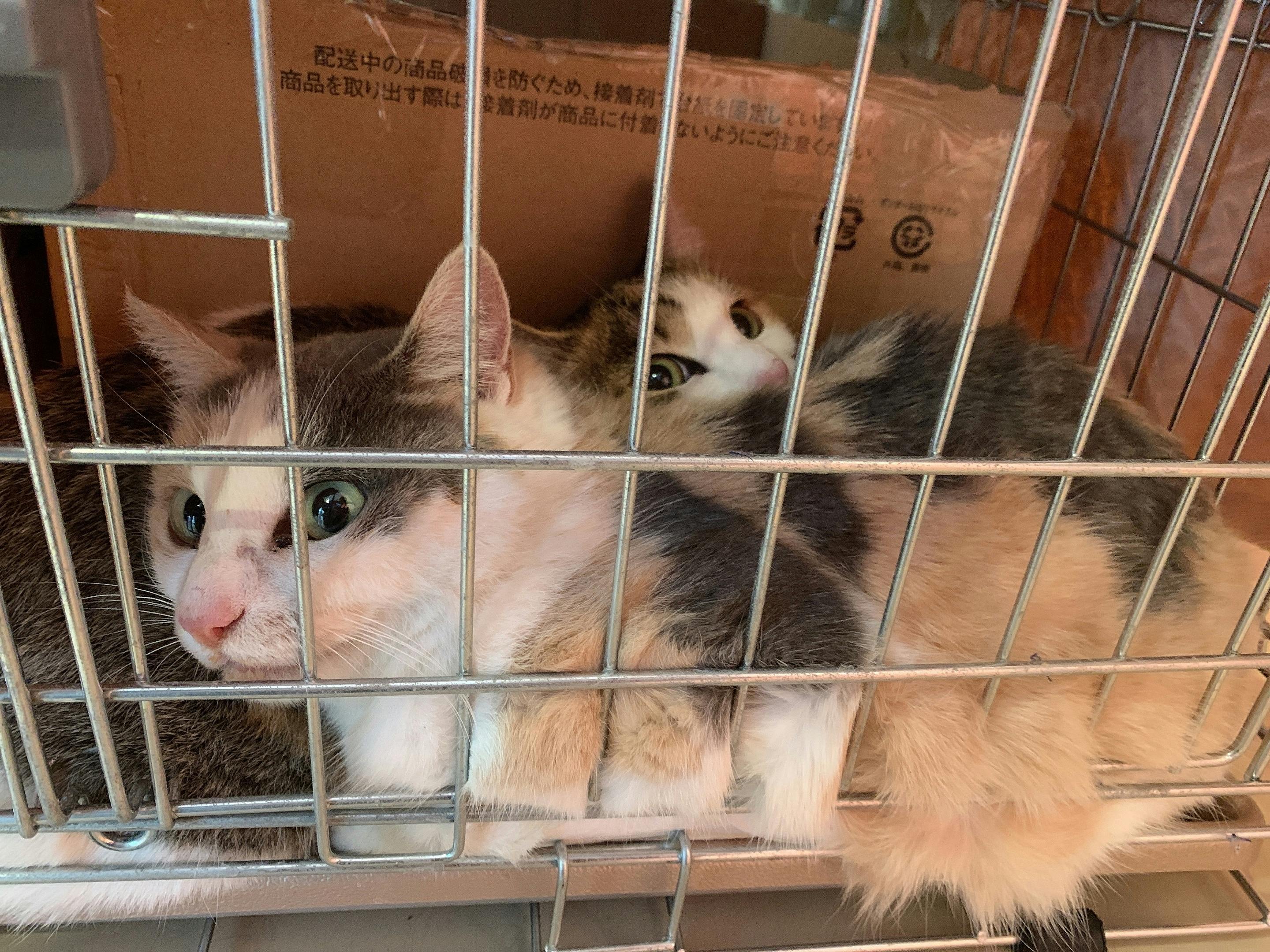 猫を助けるためにチャリティーブランドを立ち上げたい Campfire キャンプファイヤー 猫を助けるためにチャリティーブランドを立ち上げたい Campfire キャンプファイヤー