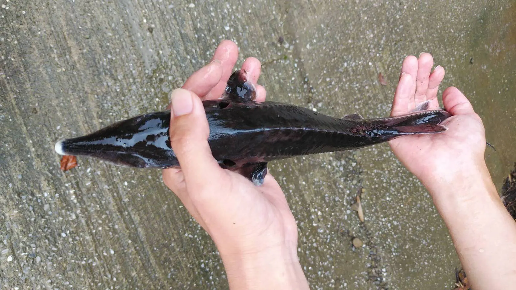 キャビアだけじゃない 古代魚コチョウザメの美味しさを知ってもらいたい Campfire キャンプファイヤー キャビアだけじゃない 古代魚コチョウザメの美味しさを知ってもらいたい Campfire キャンプファイヤー