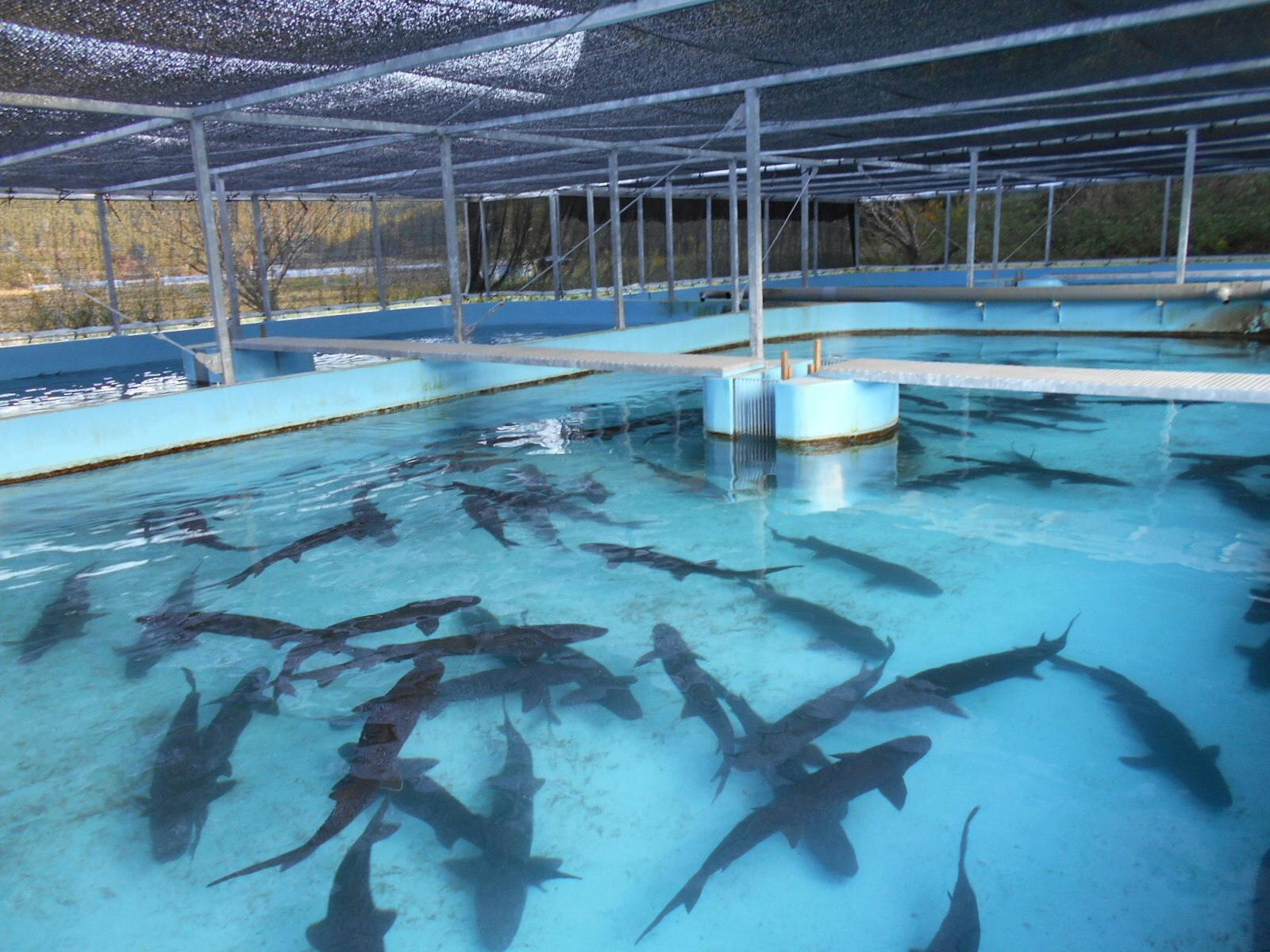 キャビアだけじゃない。古代魚コチョウザメの美味しさを知ってもらい 