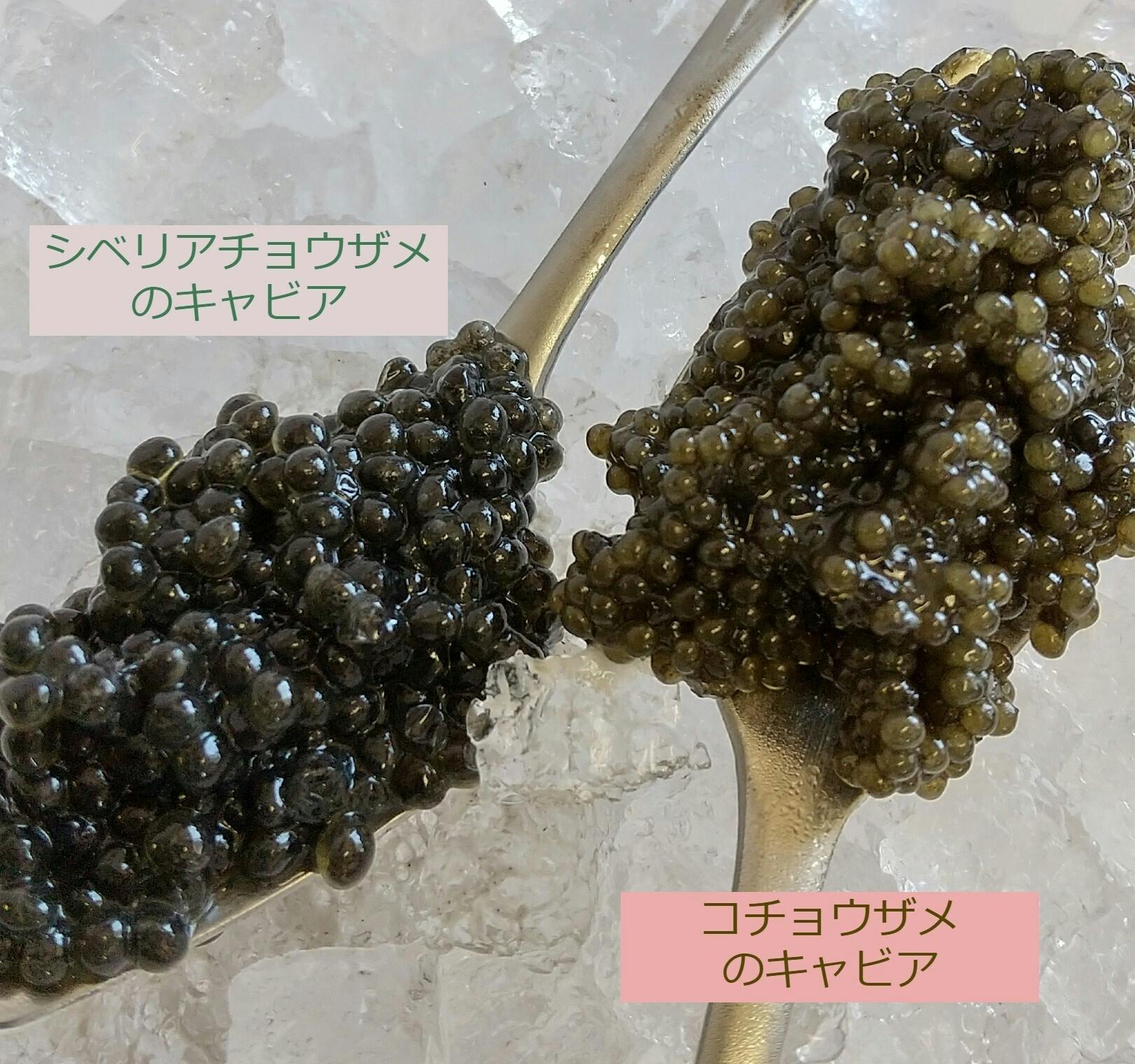 キャビアだけじゃない 古代魚コチョウザメの美味しさを知ってもらいたい Campfire キャンプファイヤー キャビアだけじゃない 古代魚コチョウザメの美味しさを知ってもらいたい Campfire キャンプファイヤー