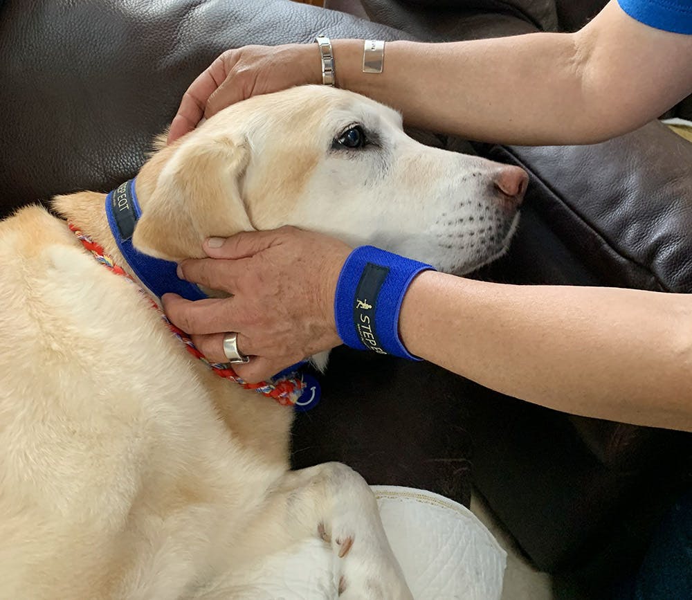 航空宇宙技術の中で生まれた 歩けるくん シニア犬の歩行をサポートしたい Campfire キャンプファイヤー 航空宇宙技術の中で生まれた 歩けるくん シニア犬の歩行をサポートしたい Campfire キャンプファイヤー