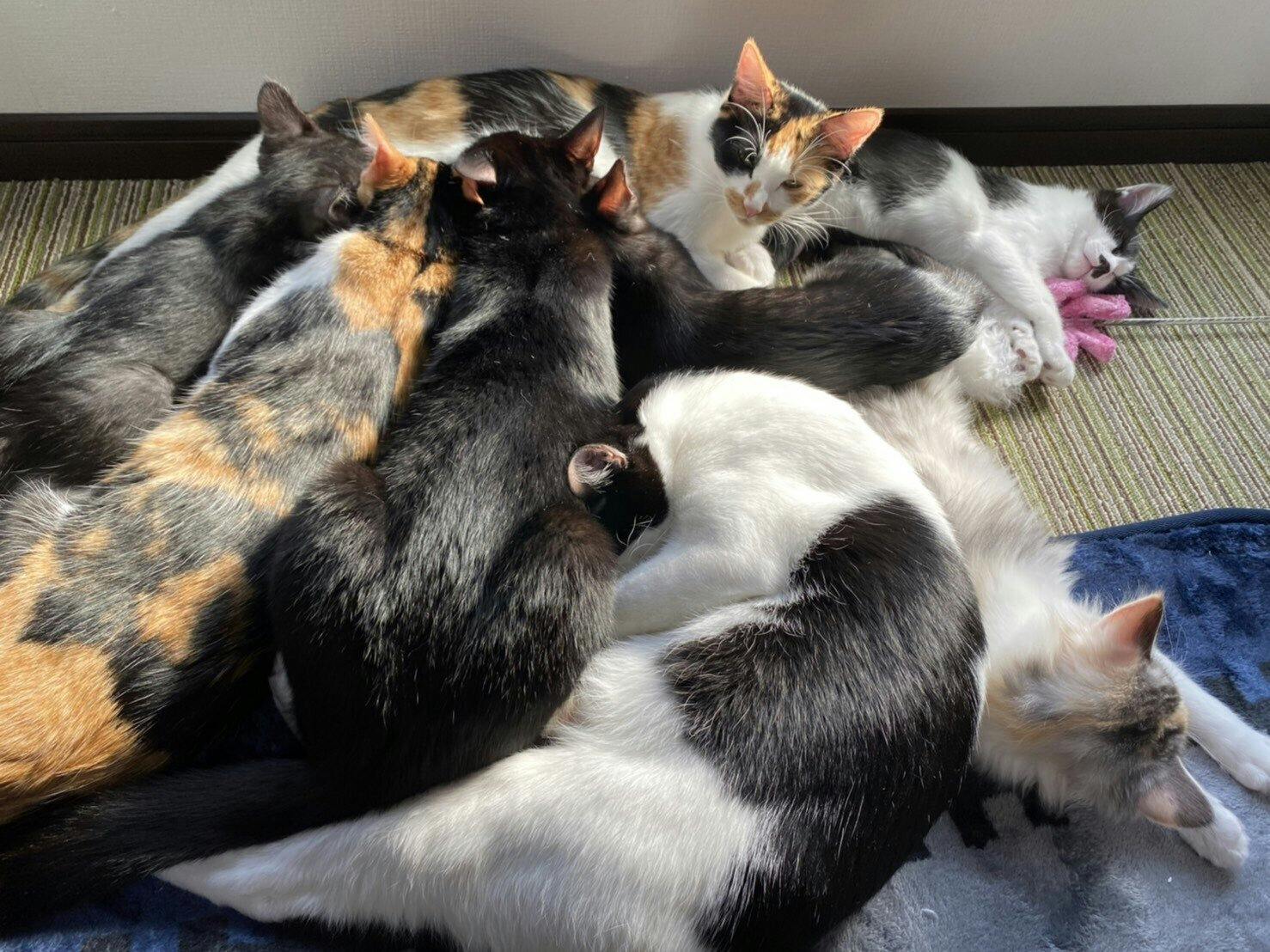 ≪保護猫≫譲渡型ふれあい保護猫カフェオープンを目指して - CAMPFIRE 