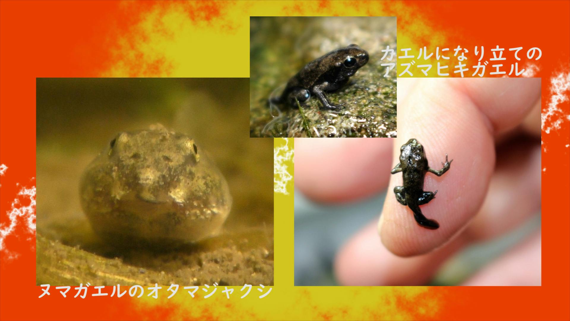 小さな命達 ザリガニ カエル トンボ等 のシェルターを作らせて下さい Campfire キャンプファイヤー 小さな命達 ザリガニ カエル トンボ等 のシェルターを作らせて下さい Campfire キャンプファイヤー