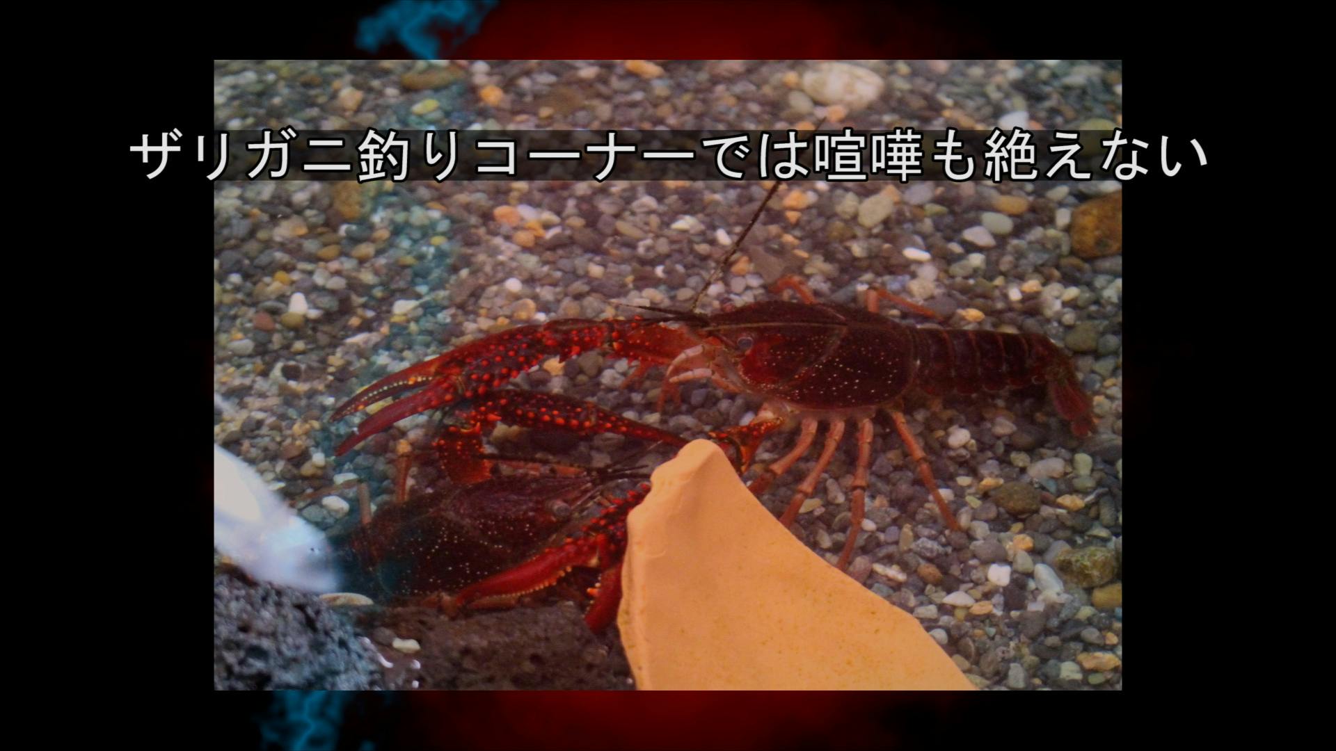 小さな命達 ザリガニ カエル トンボ等 のシェルターを作らせて下さい Campfire キャンプファイヤー 小さな命達 ザリガニ カエル トンボ等 のシェルターを作らせて下さい Campfire キャンプファイヤー