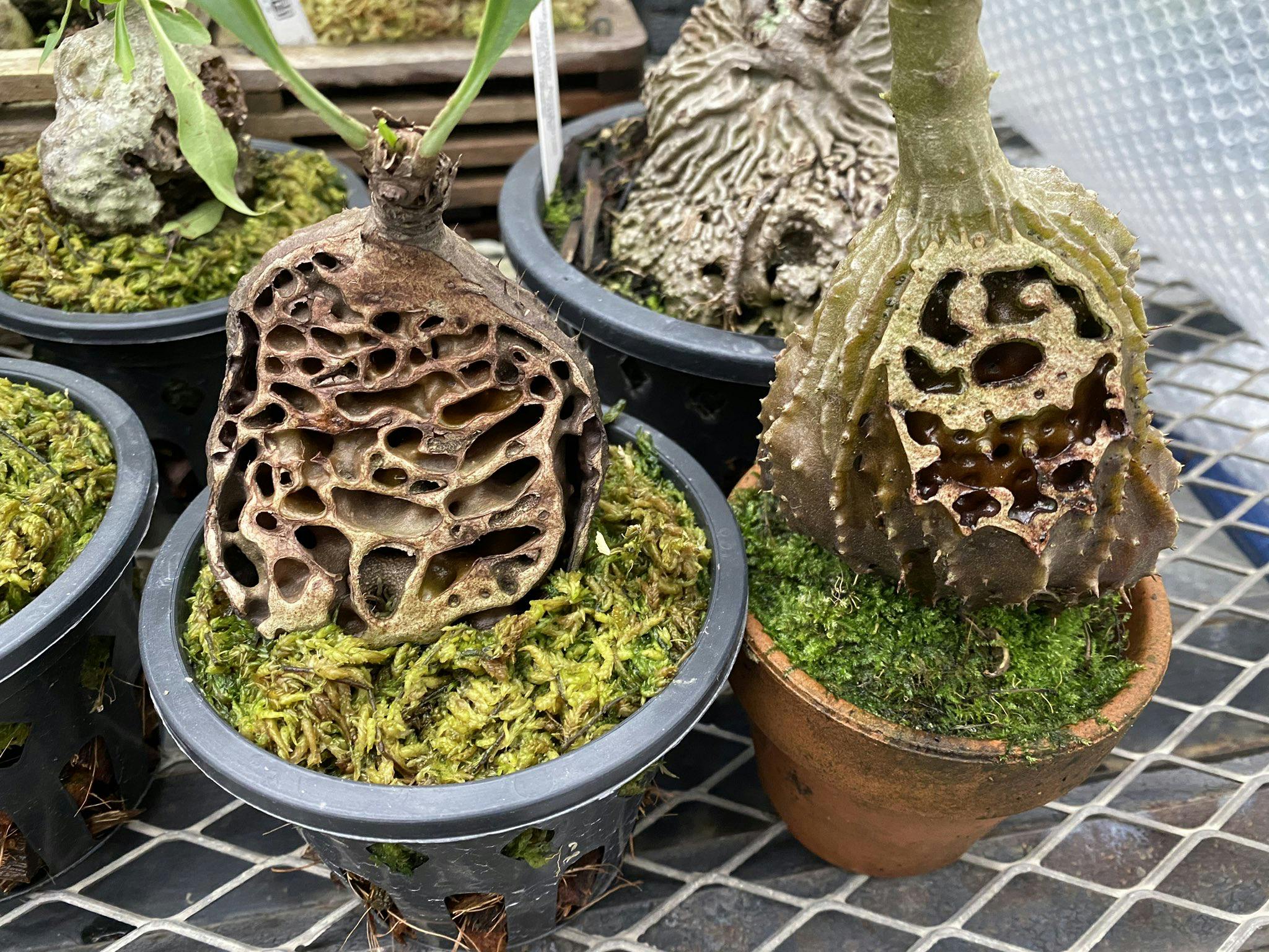 世界唯一のアリ植物専門生産農場を作りたい アリ植物園芸の文化を一代で築く Campfire キャンプファイヤー 世界唯一のアリ植物専門生産農場を作りたい アリ植物園芸の文化を一代で築く Campfire キャンプファイヤー
