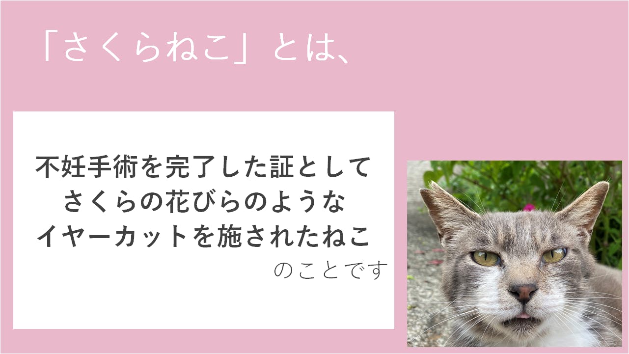 ねこまえプロジェクト 猫と暮らす前に読む絵本を子供たちに届けたい Campfire キャンプファイヤー