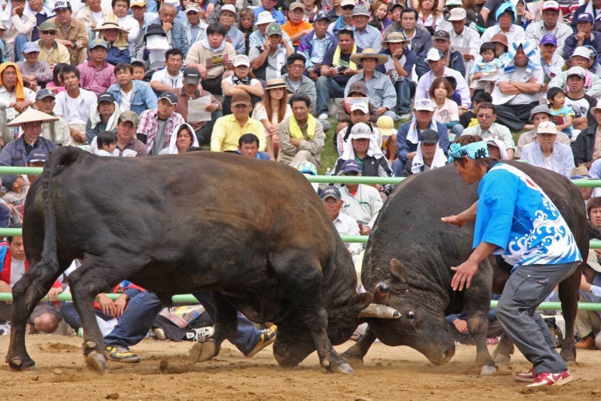 世界遺産の島から主人と私が愛情を込めて作る 春一番 を全国の皆様にお届けしたい Campfire キャンプファイヤー 世界遺産の島から主人と私が愛情を込めて作る 春一番 を全国の皆様にお届けしたい Campfire キャンプファイヤー