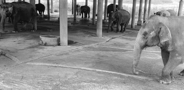 アジア象と象を守る人々の物語を通して自然、動物、人のつながりを見直す映画の制作 - CAMPFIRE (キャンプファイヤー)