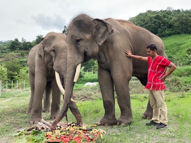 アジア象と象を守る人々の物語を通して自然、動物、人のつながりを