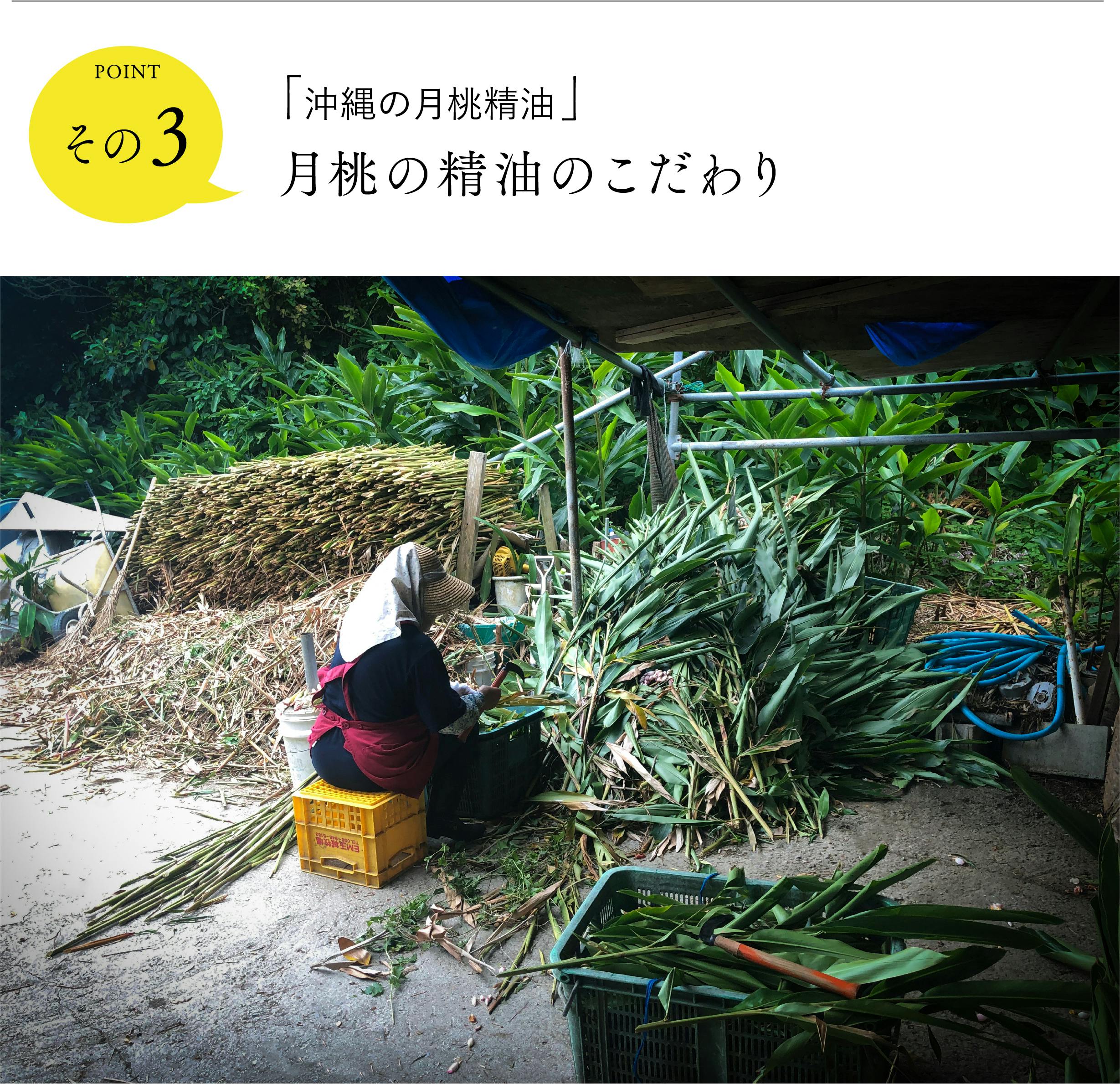 カサつき知らずの口元へ 沖縄を想い出す香り 月桃リップ が帰ってきた Campfire キャンプファイヤー カサつき知らずの口元へ 沖縄を想い出す香り 月桃リップ が帰ってきた Campfire キャンプファイヤー