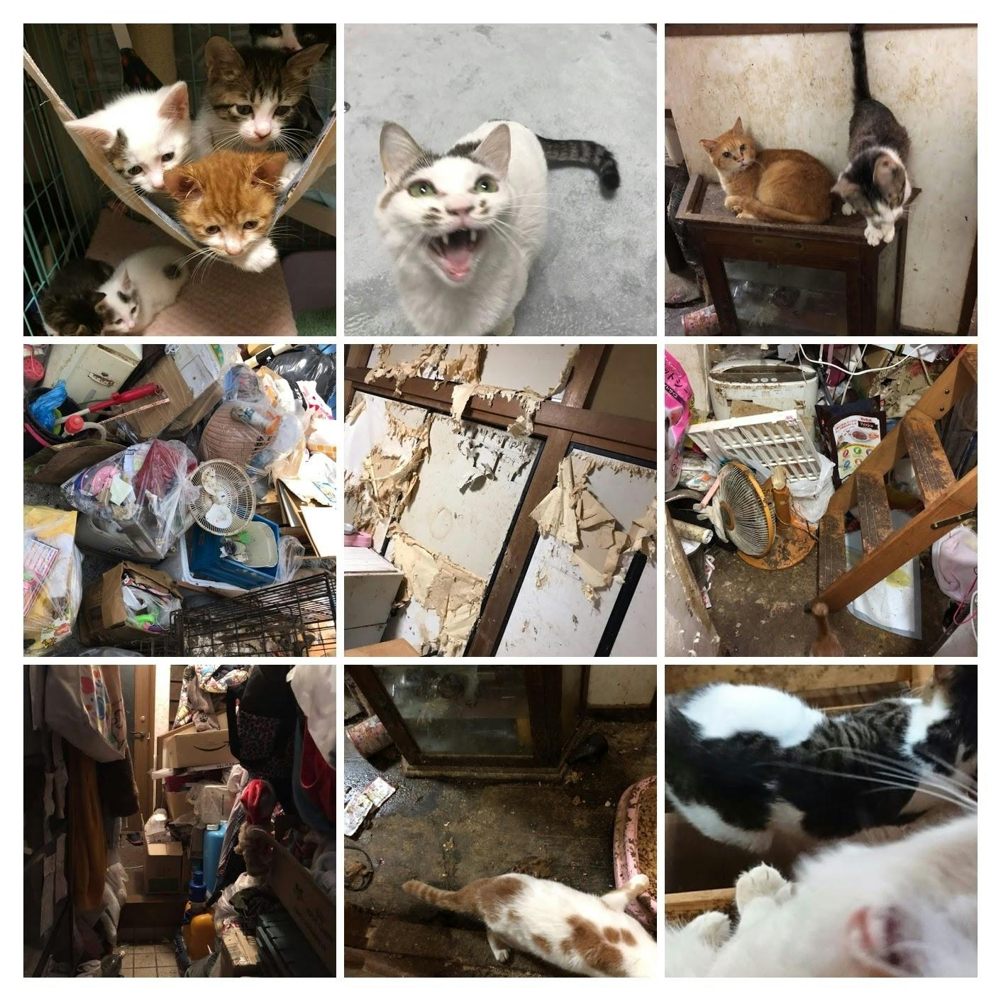 ゴミ屋敷から90頭の猫を救い出したい Campfire キャンプファイヤー ゴミ屋敷から90頭の猫を救い出したい Campfire キャンプファイヤー