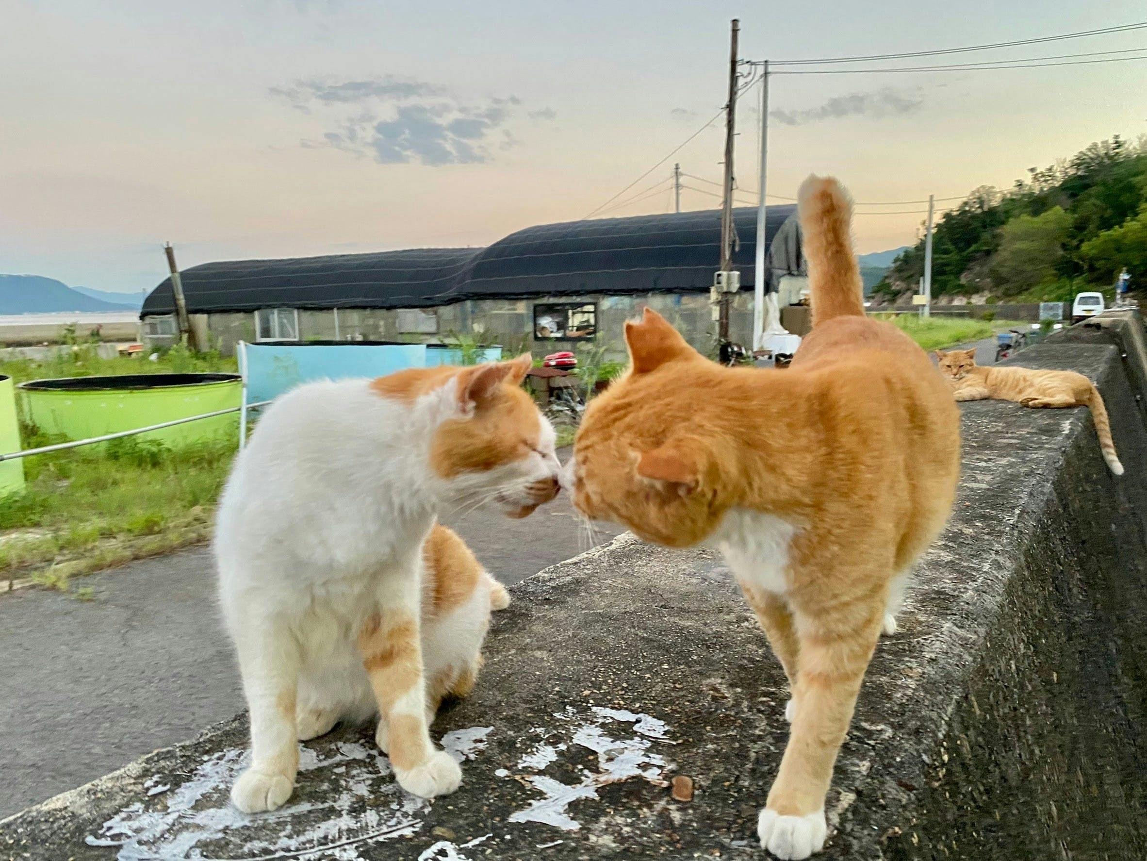 瀬戸内海に浮かぶ猫島に学生5人で名物倉庫を創りたい！！ - CAMPFIRE 