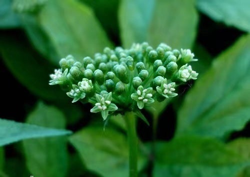 漢方医推薦 高麗人参は 花 の時代 つらい疲れ 弱った体にこの1杯 人参花茶 Campfire キャンプファイヤー 漢方医推薦 高麗人参は 花 の時代 つらい疲れ 弱った体にこの1杯 人参花茶 Campfire キャンプファイヤー